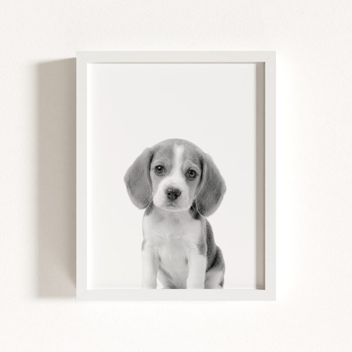 Baby Beagle Puppy