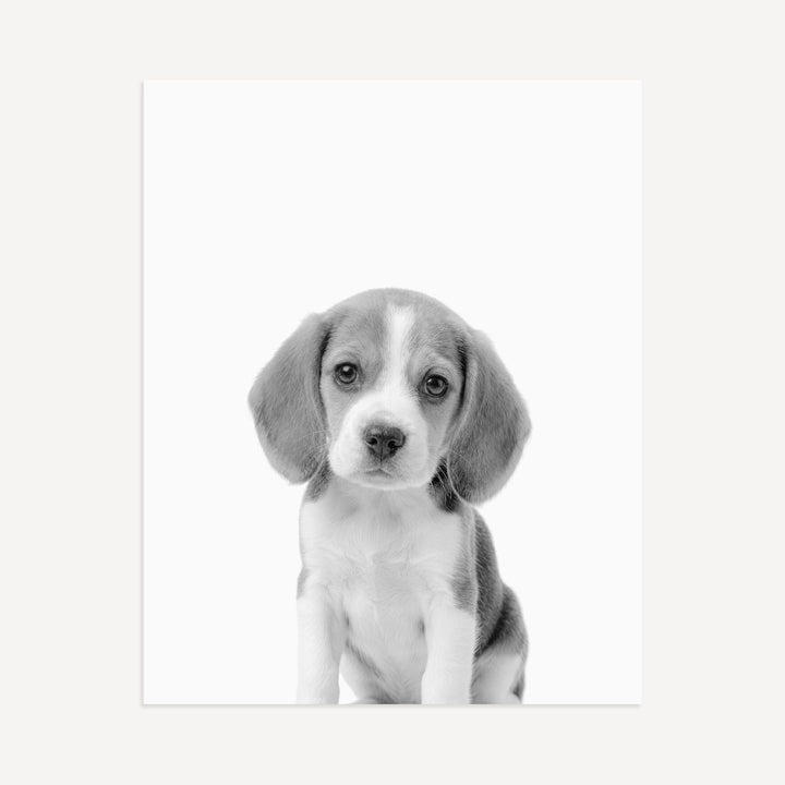 Baby Beagle Puppy