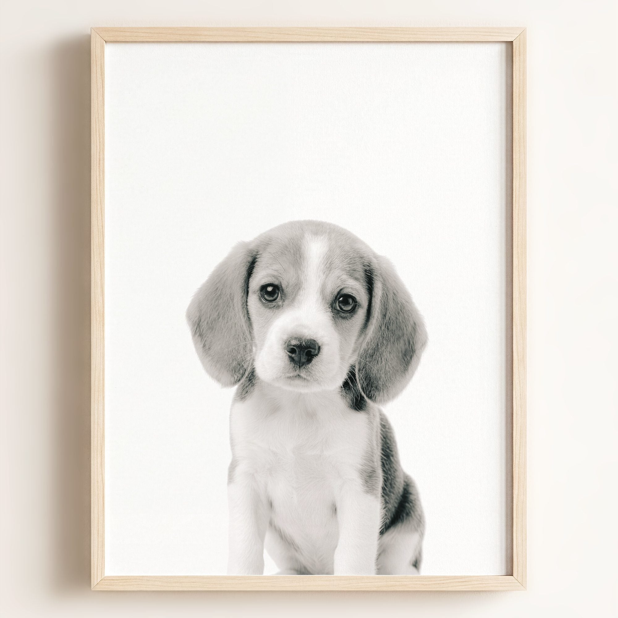 Baby Beagle Puppy
