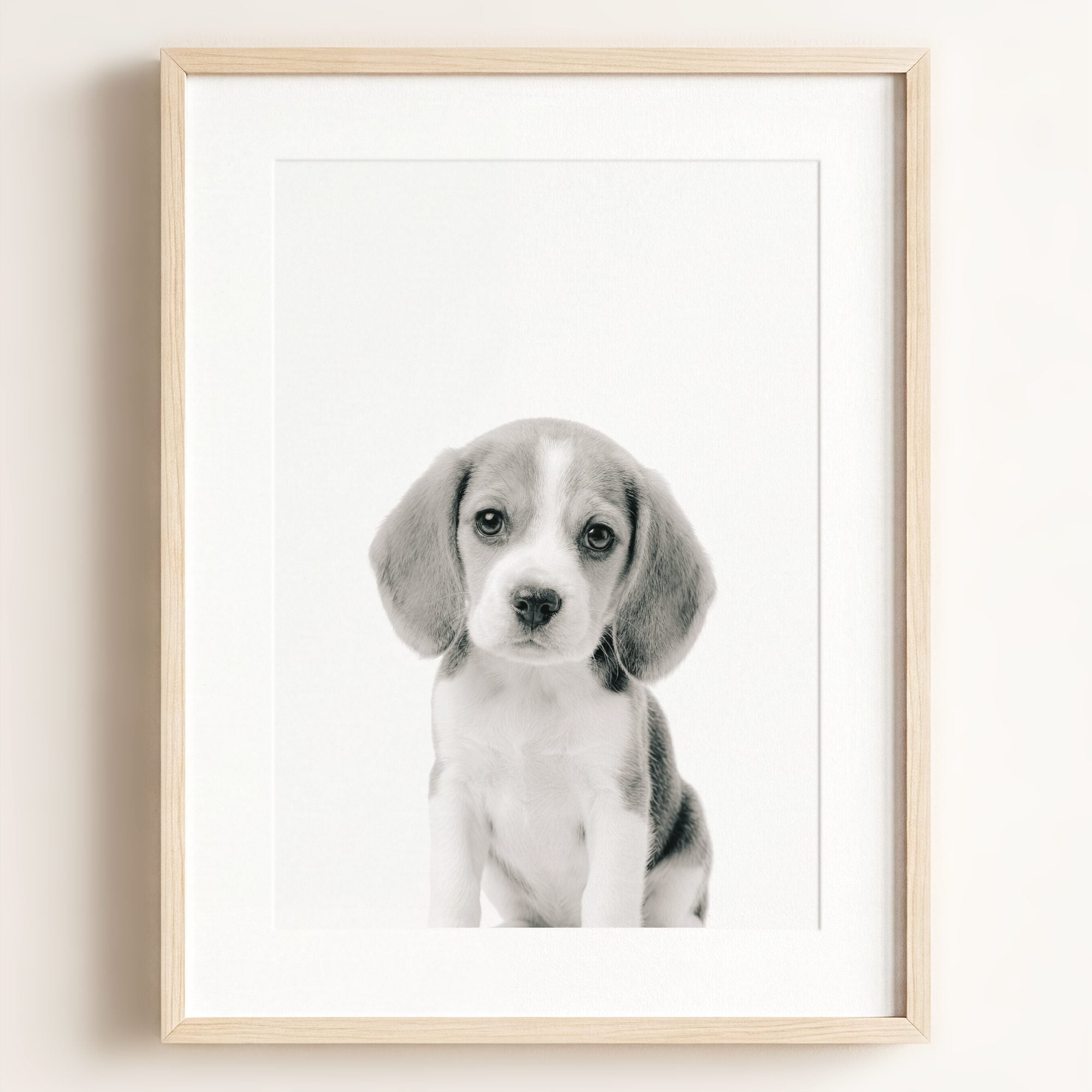Baby Beagle Puppy