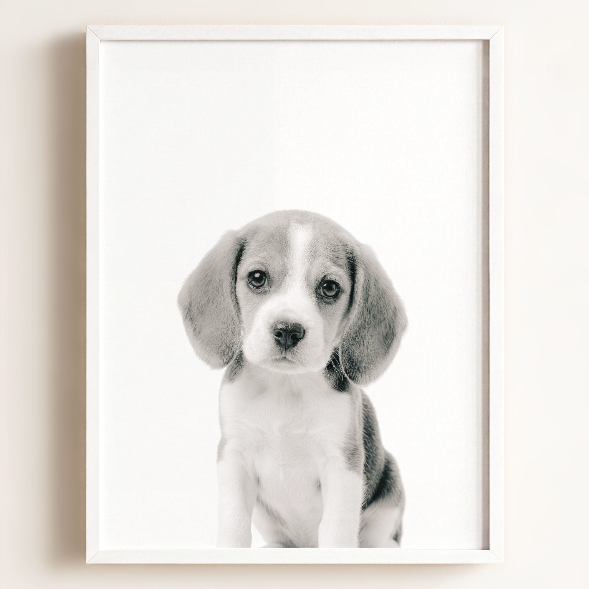 Baby Beagle Puppy