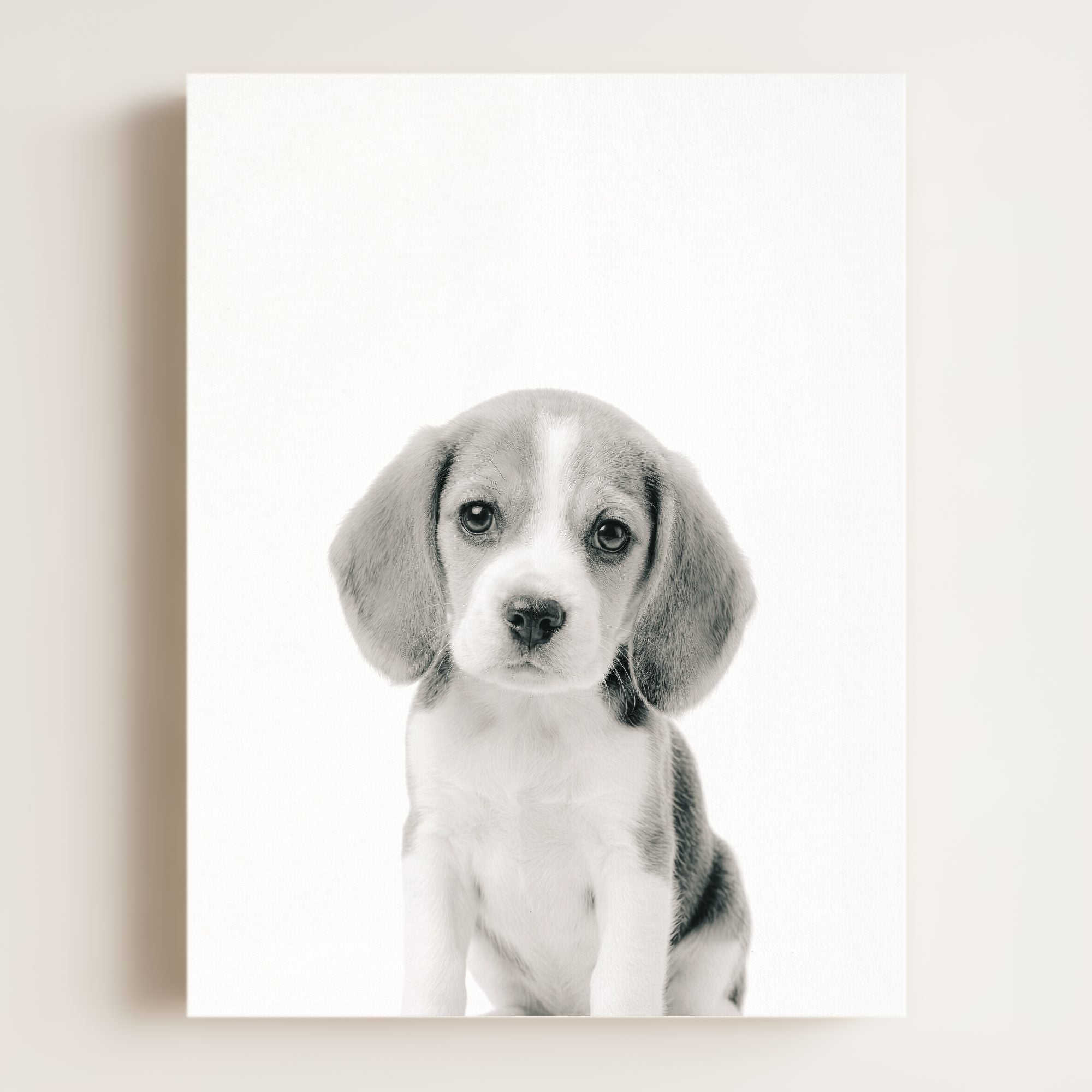 Baby Beagle Puppy