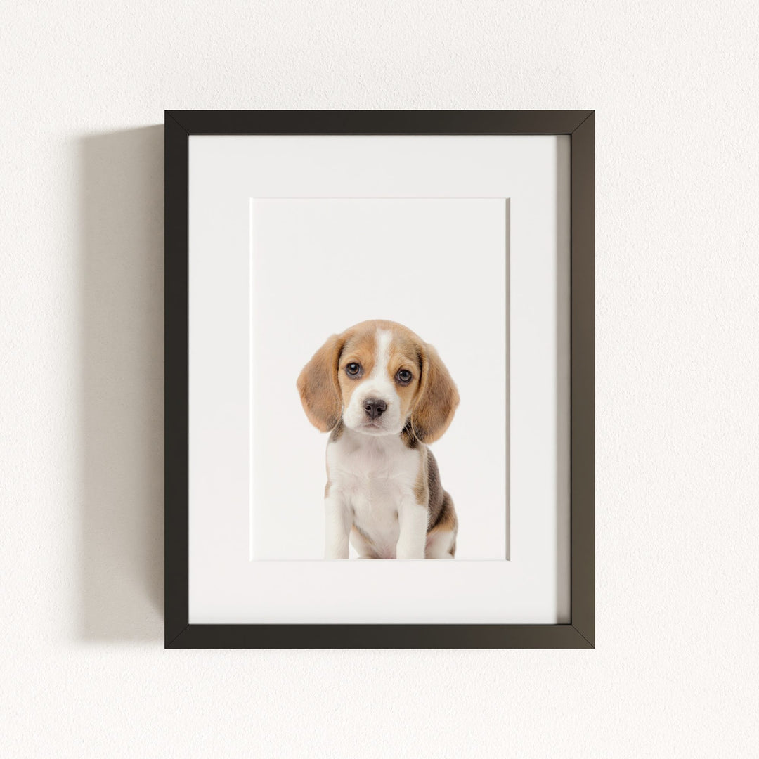Baby Beagle Puppy