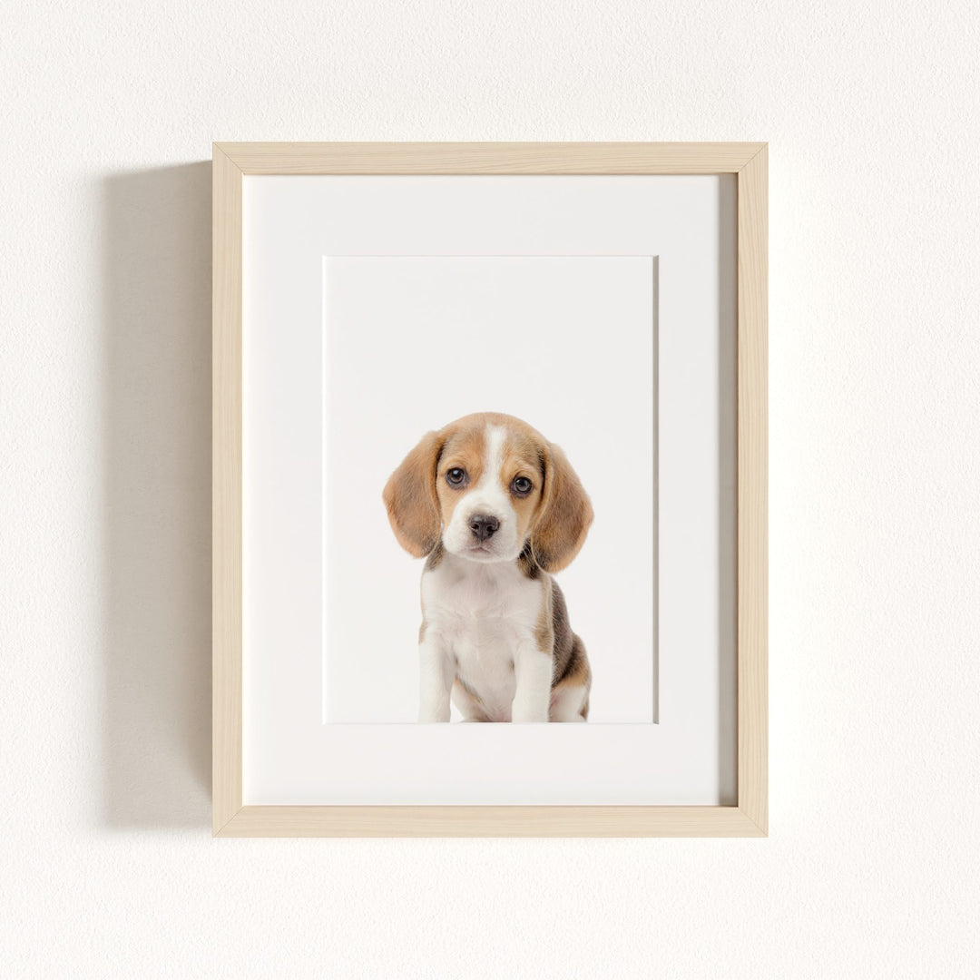 Baby Beagle Puppy
