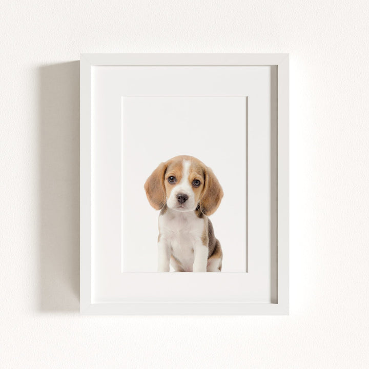 Baby Beagle Puppy