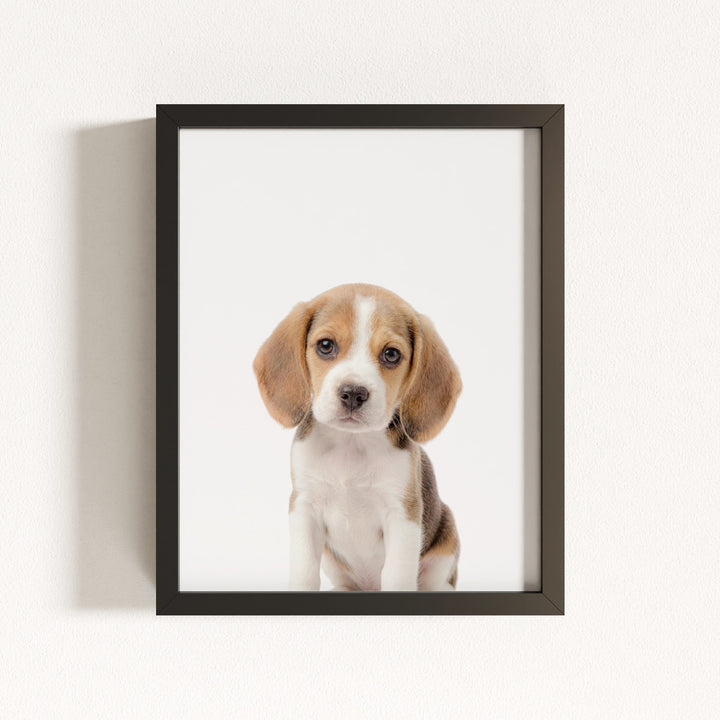 Baby Beagle Puppy