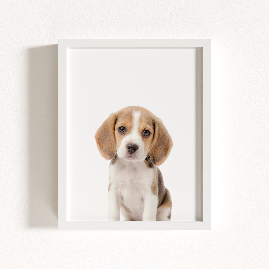 Baby Beagle Puppy
