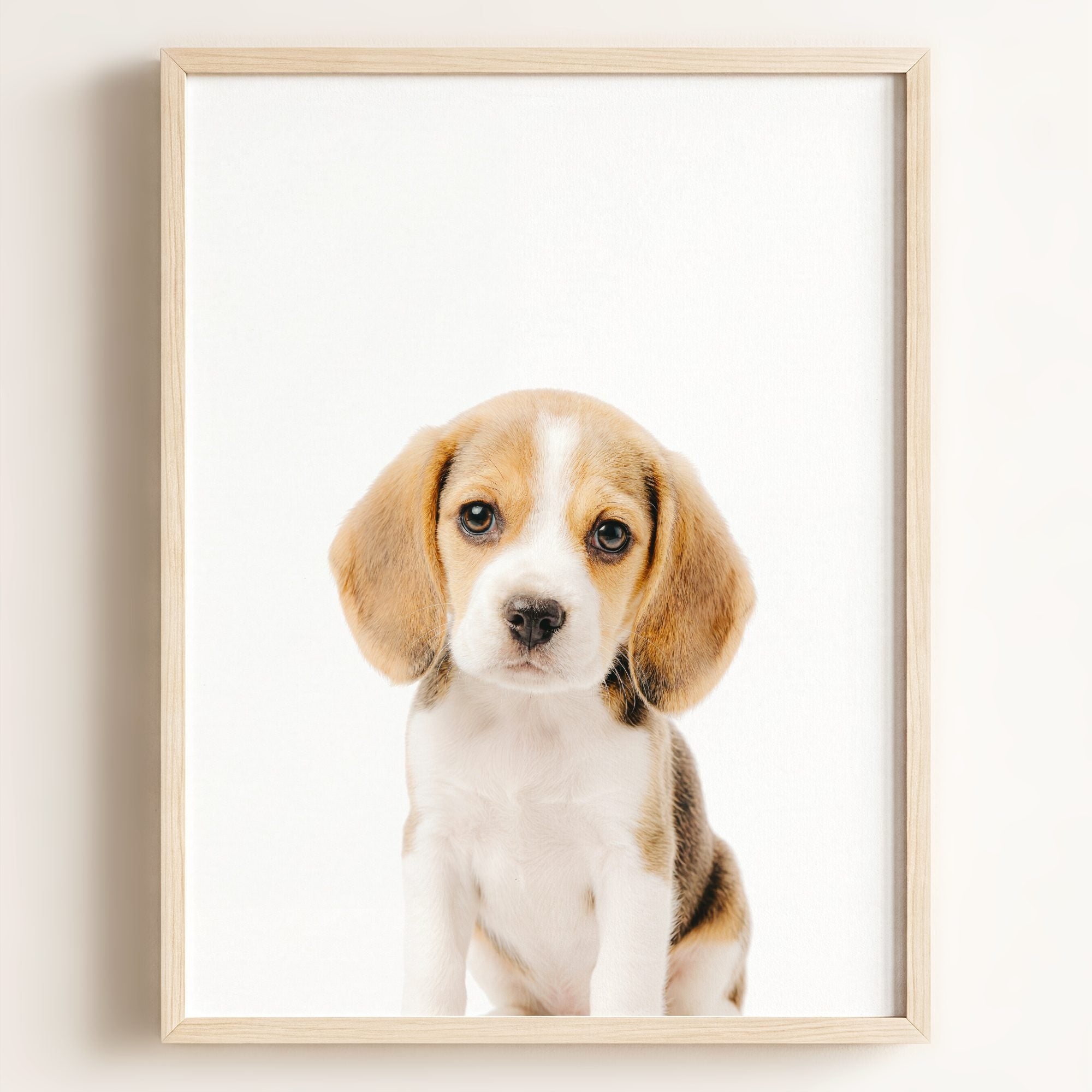 Baby Beagle Puppy