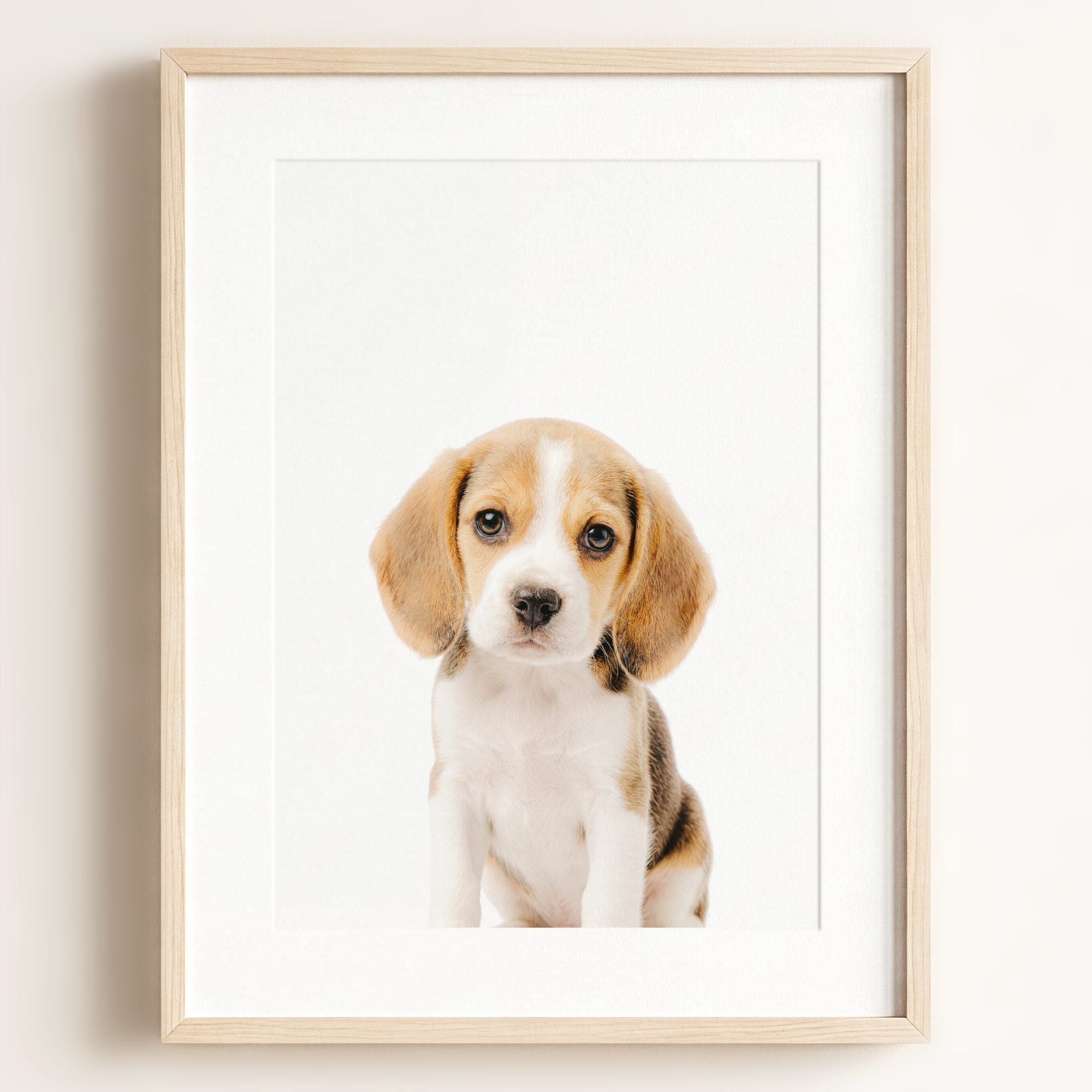 Baby Beagle Puppy