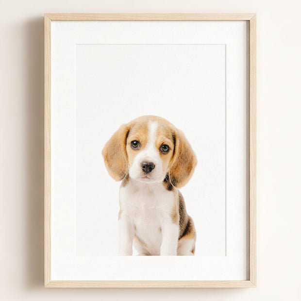 Baby Beagle Puppy