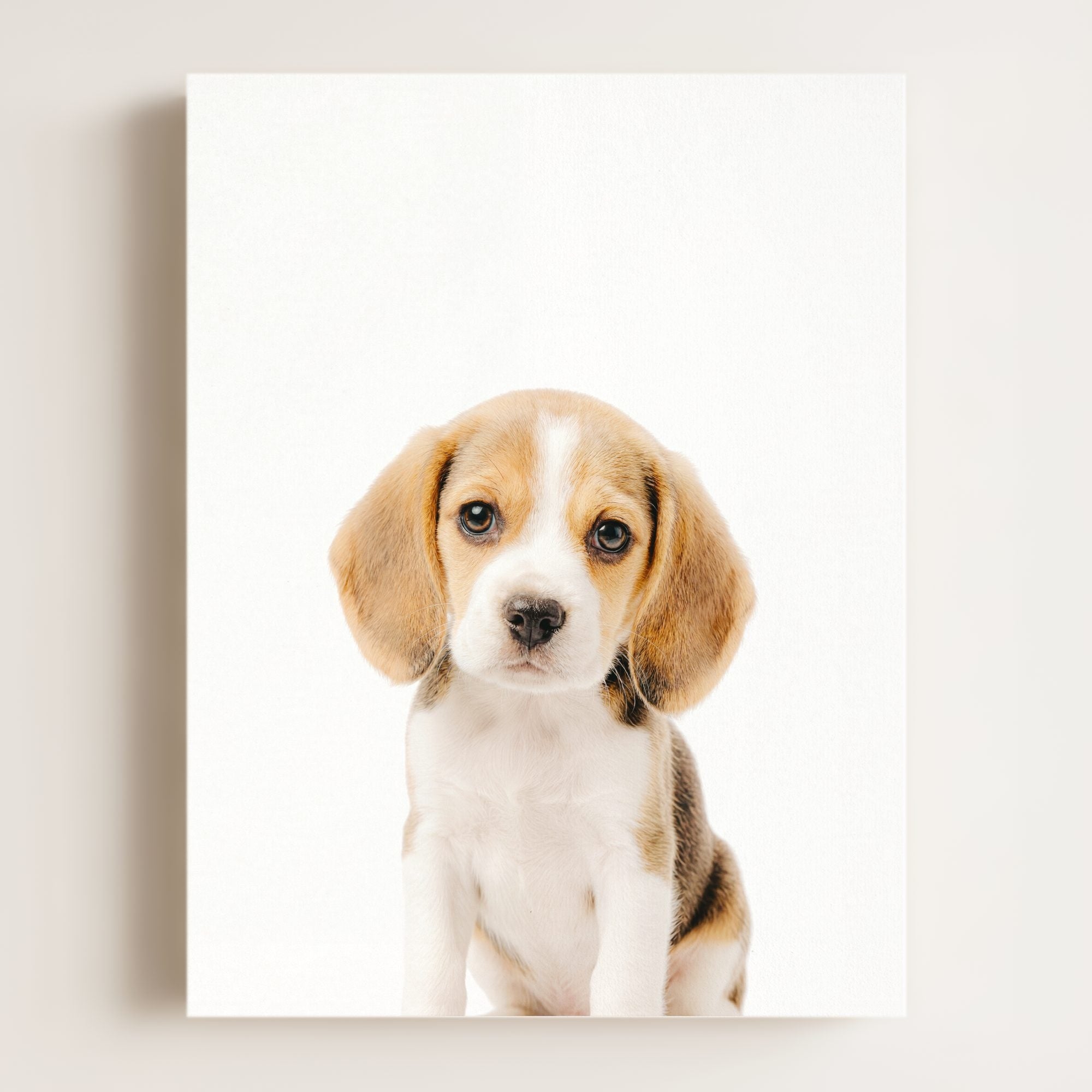 Baby Beagle Puppy