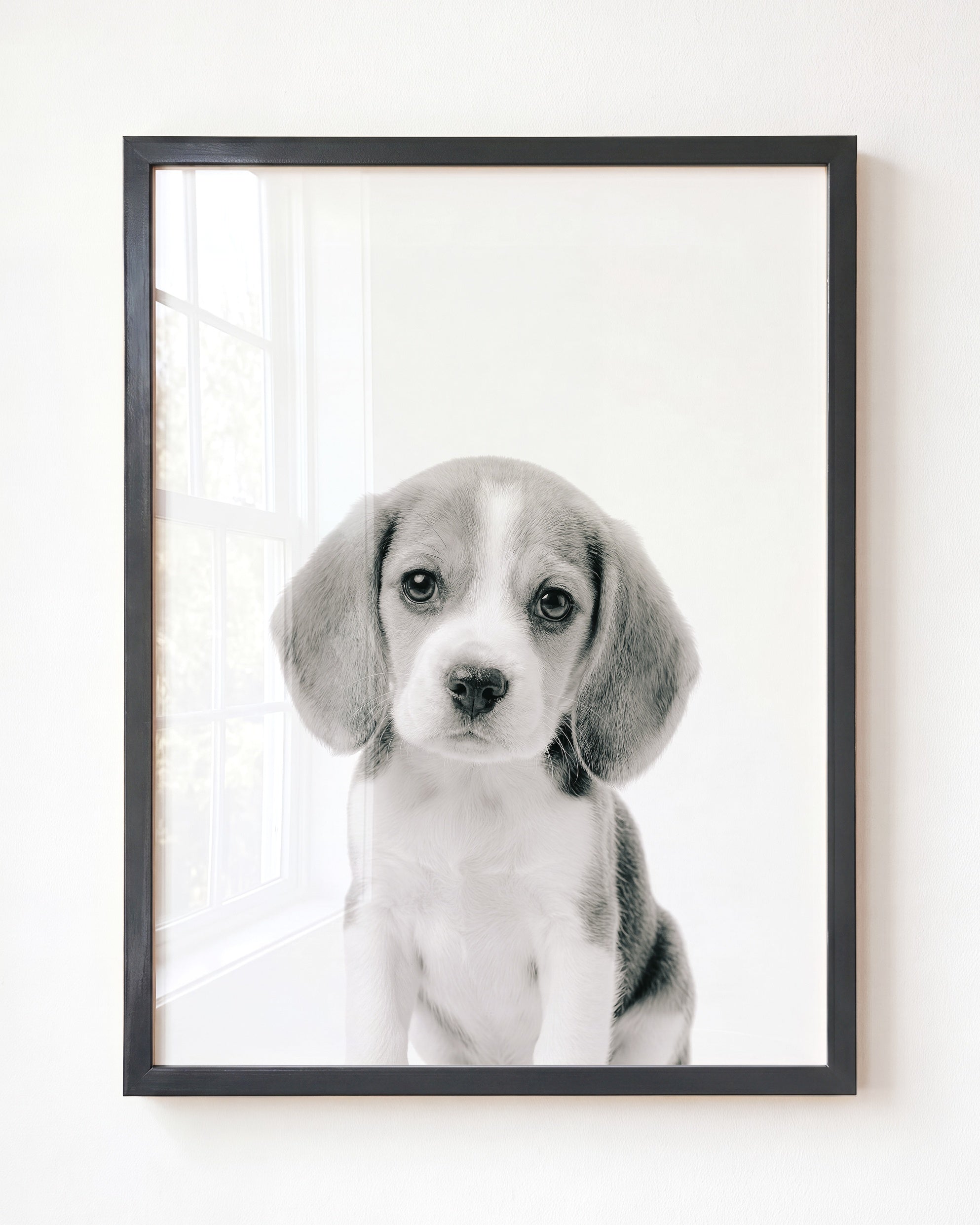 Baby Beagle Puppy