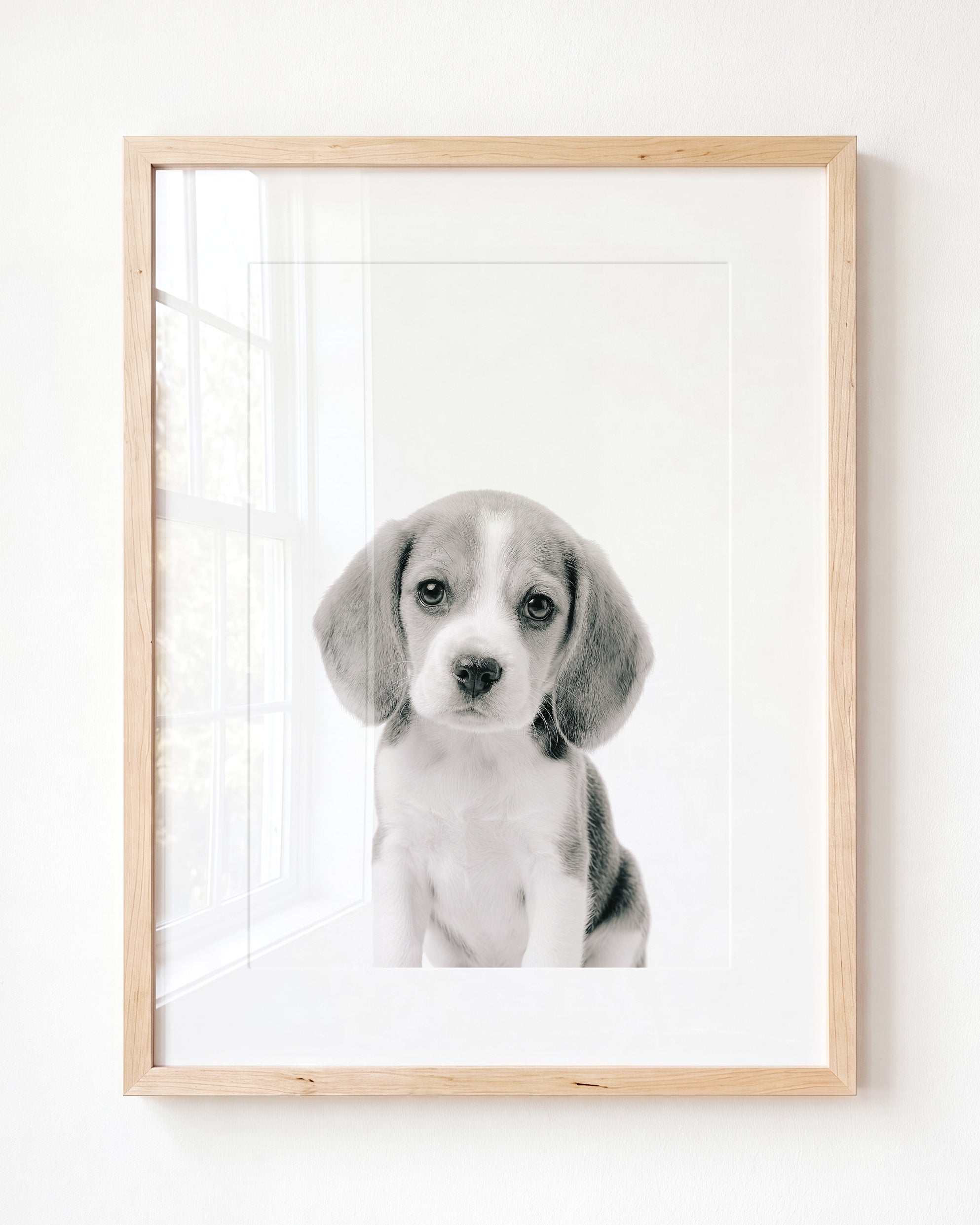 Baby Beagle Puppy