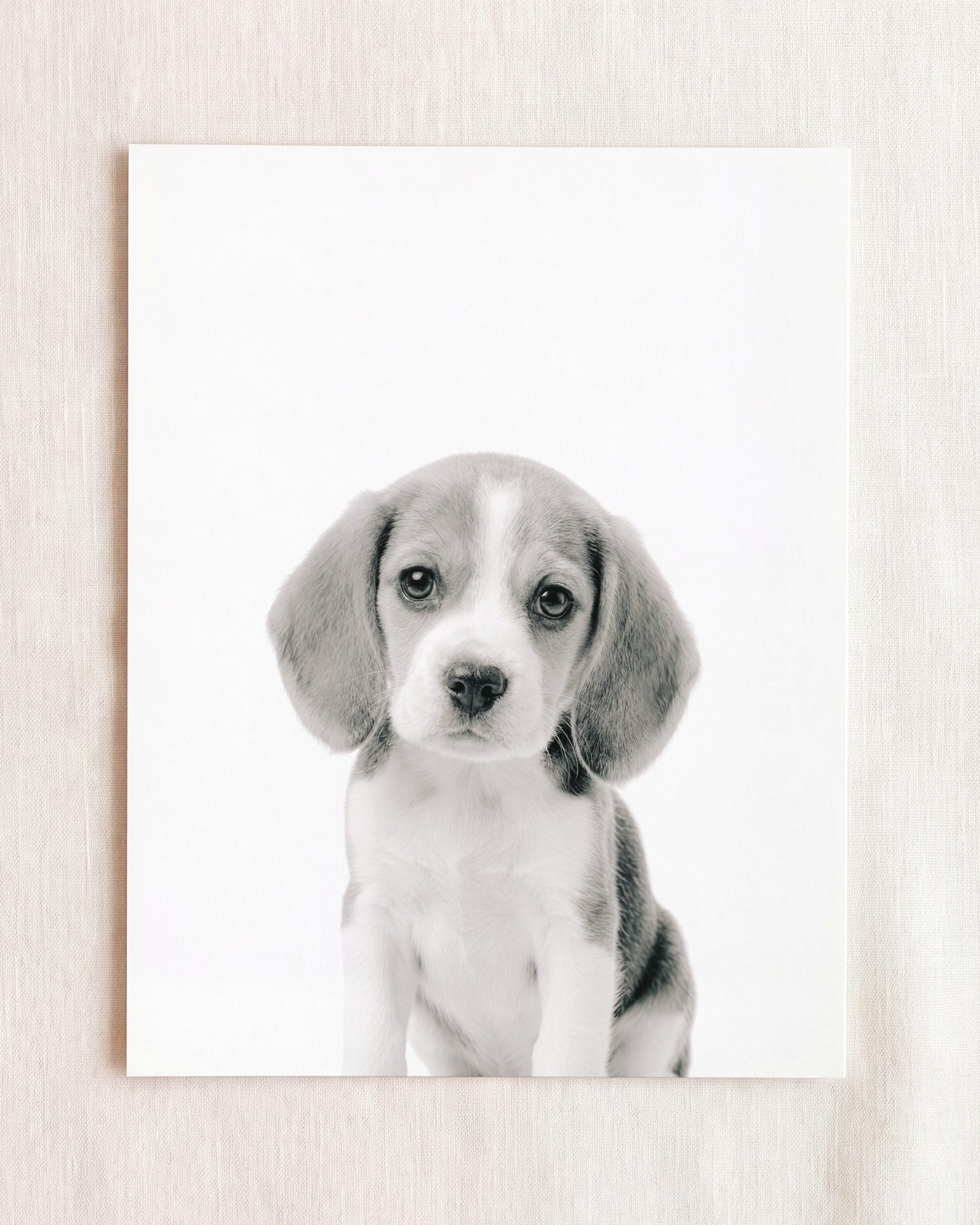 Baby Beagle Puppy