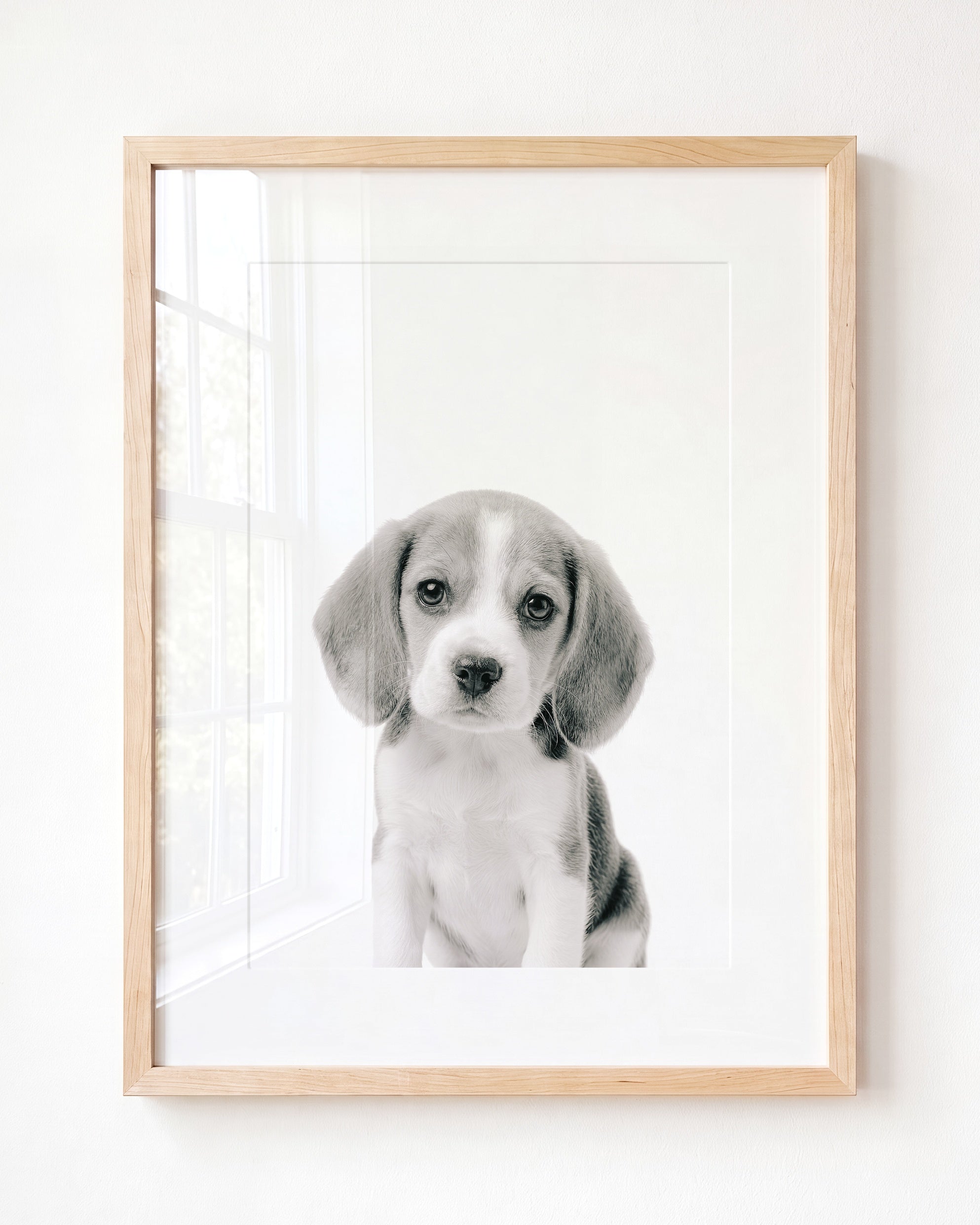 Baby Beagle Puppy