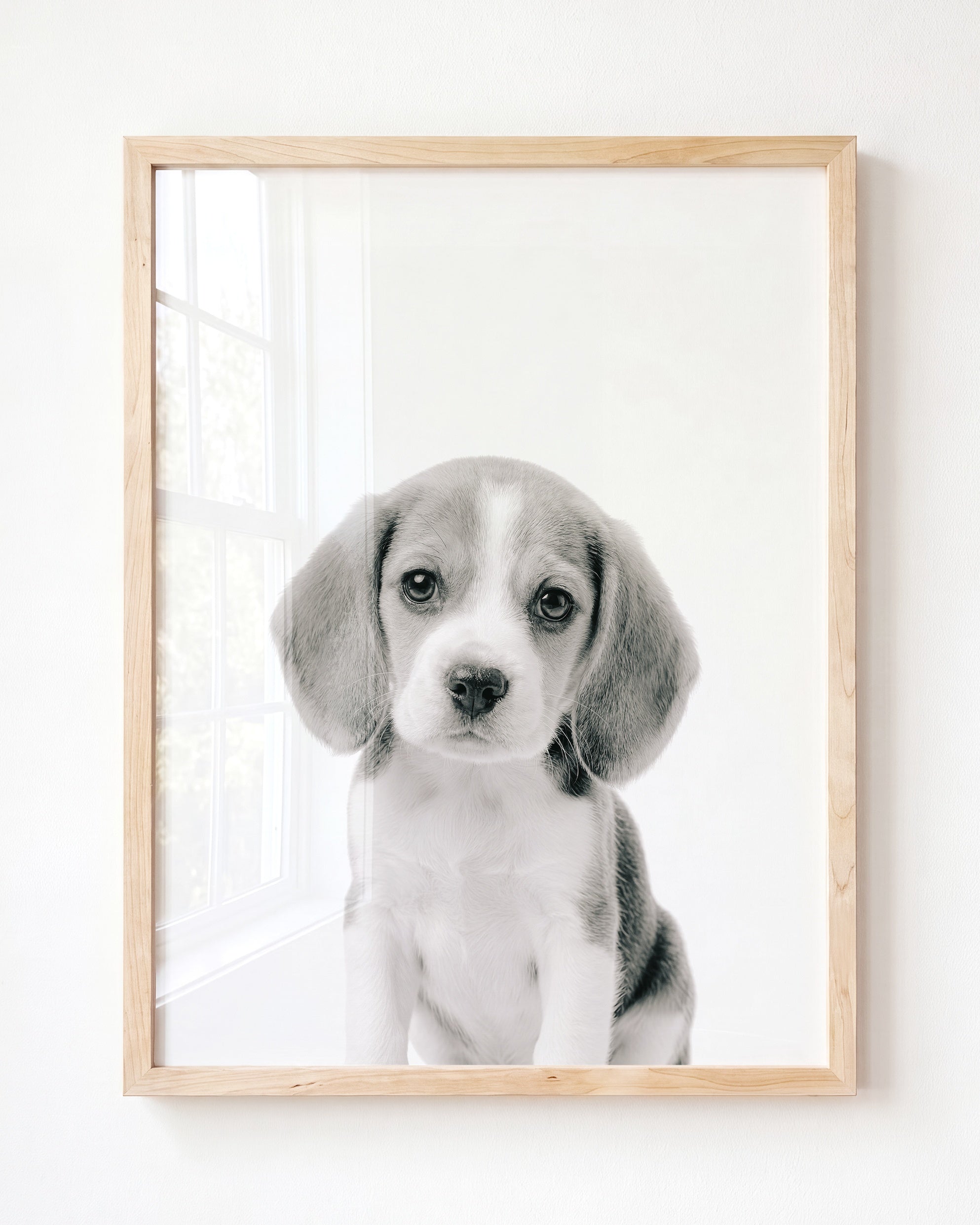 Baby Beagle Puppy