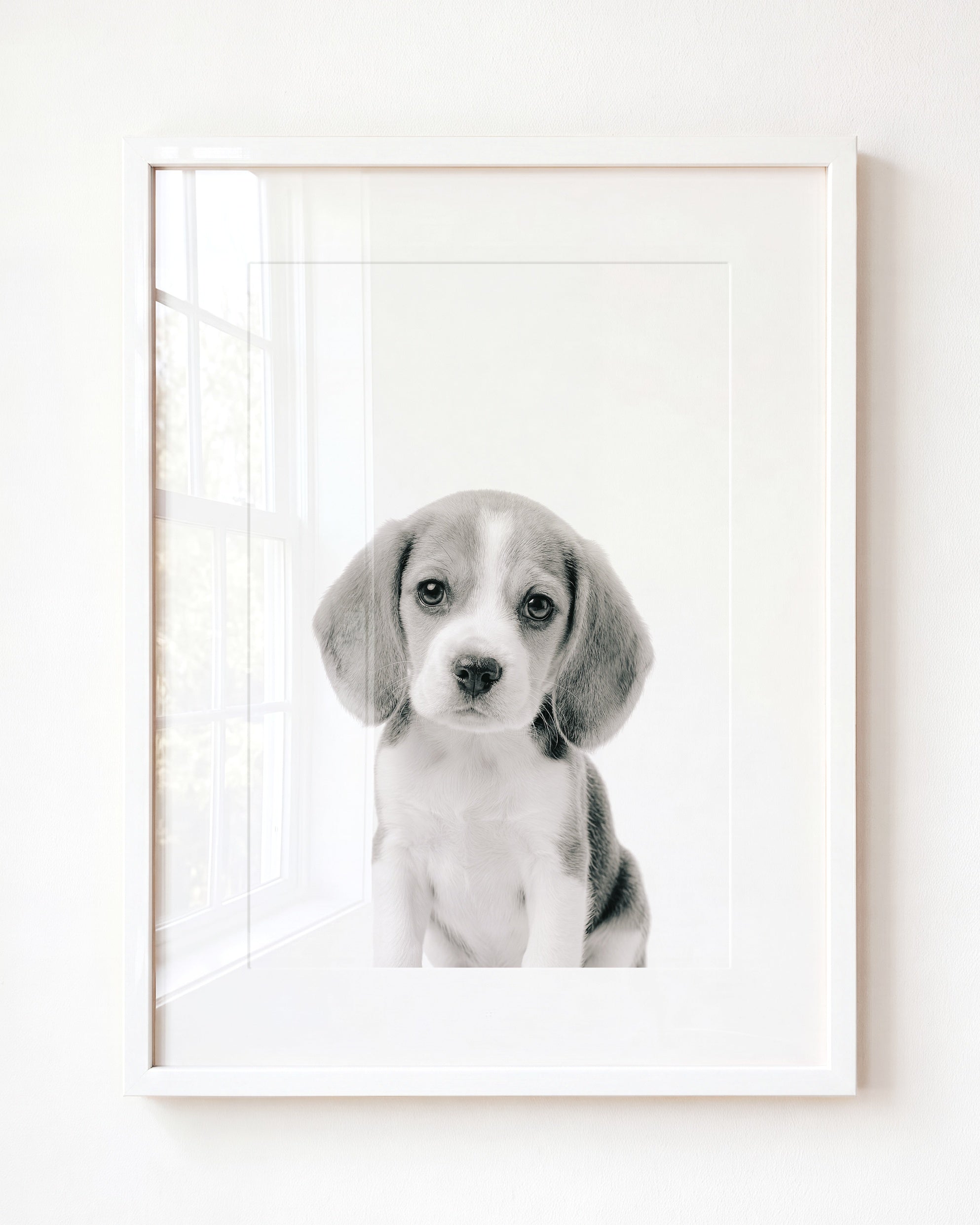 Baby Beagle Puppy