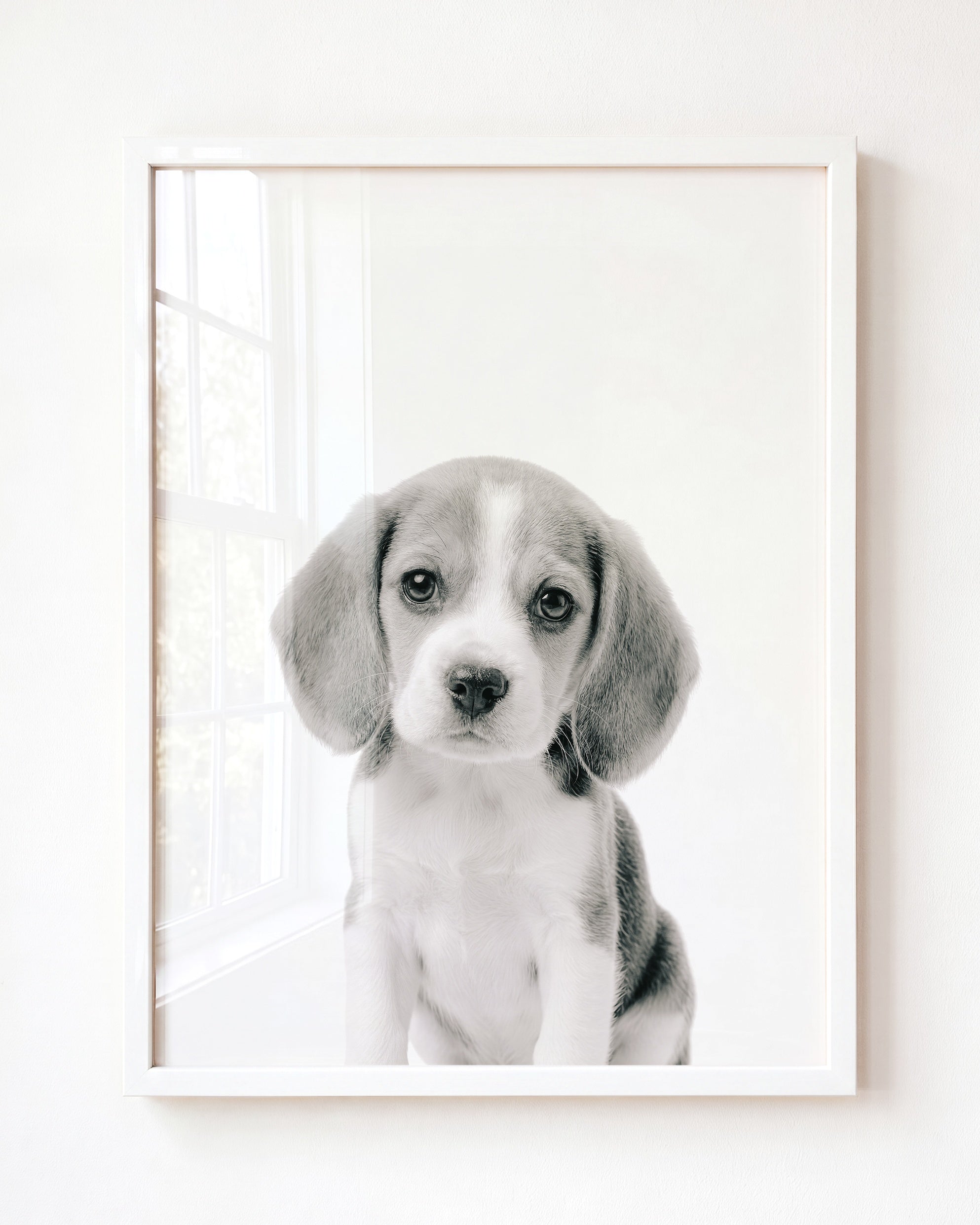 Baby Beagle Puppy