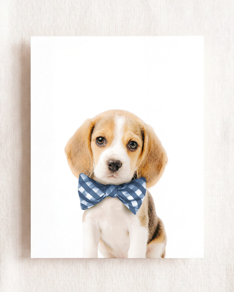 Bow Tie Cornflower