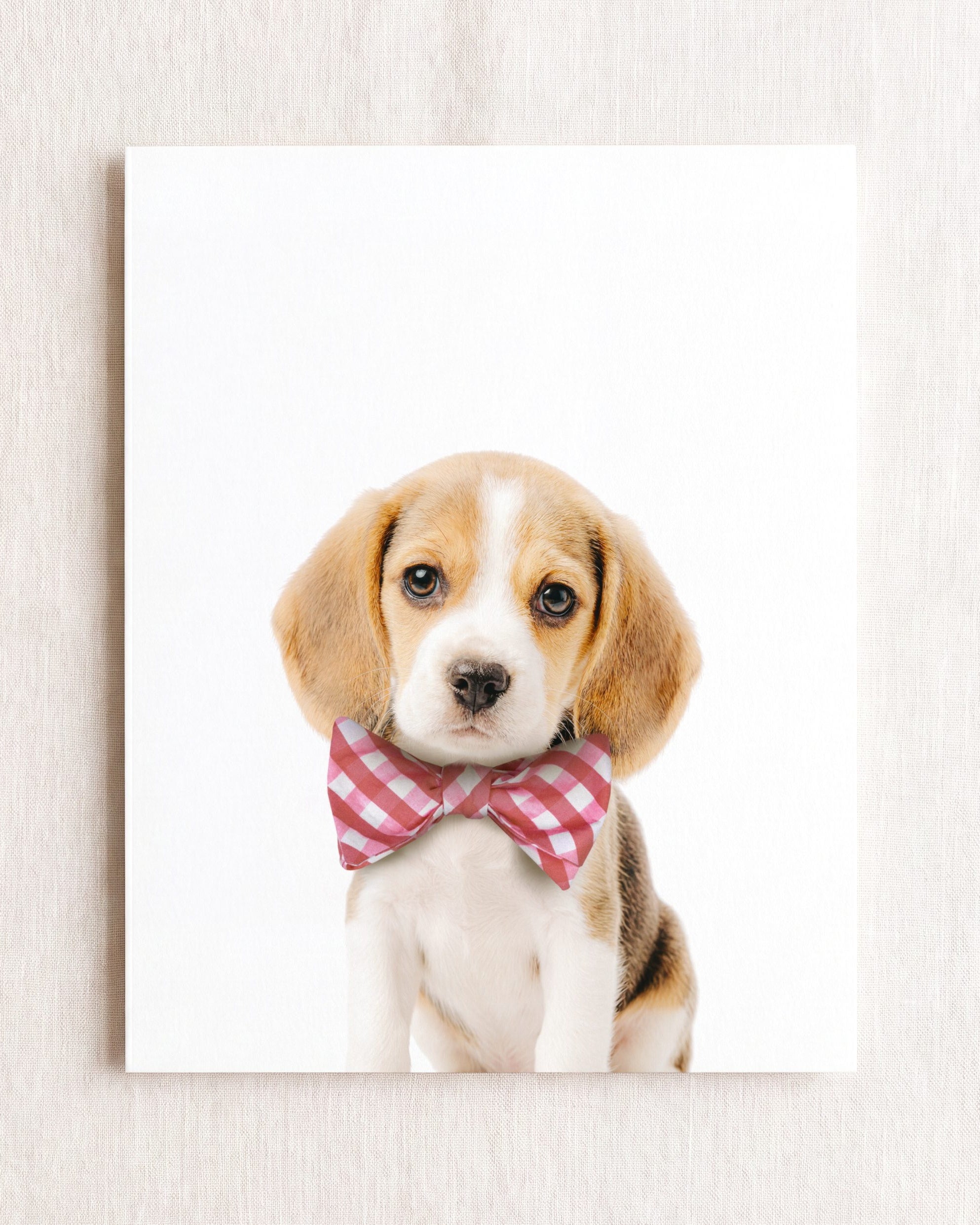 Baby Beagle Puppy