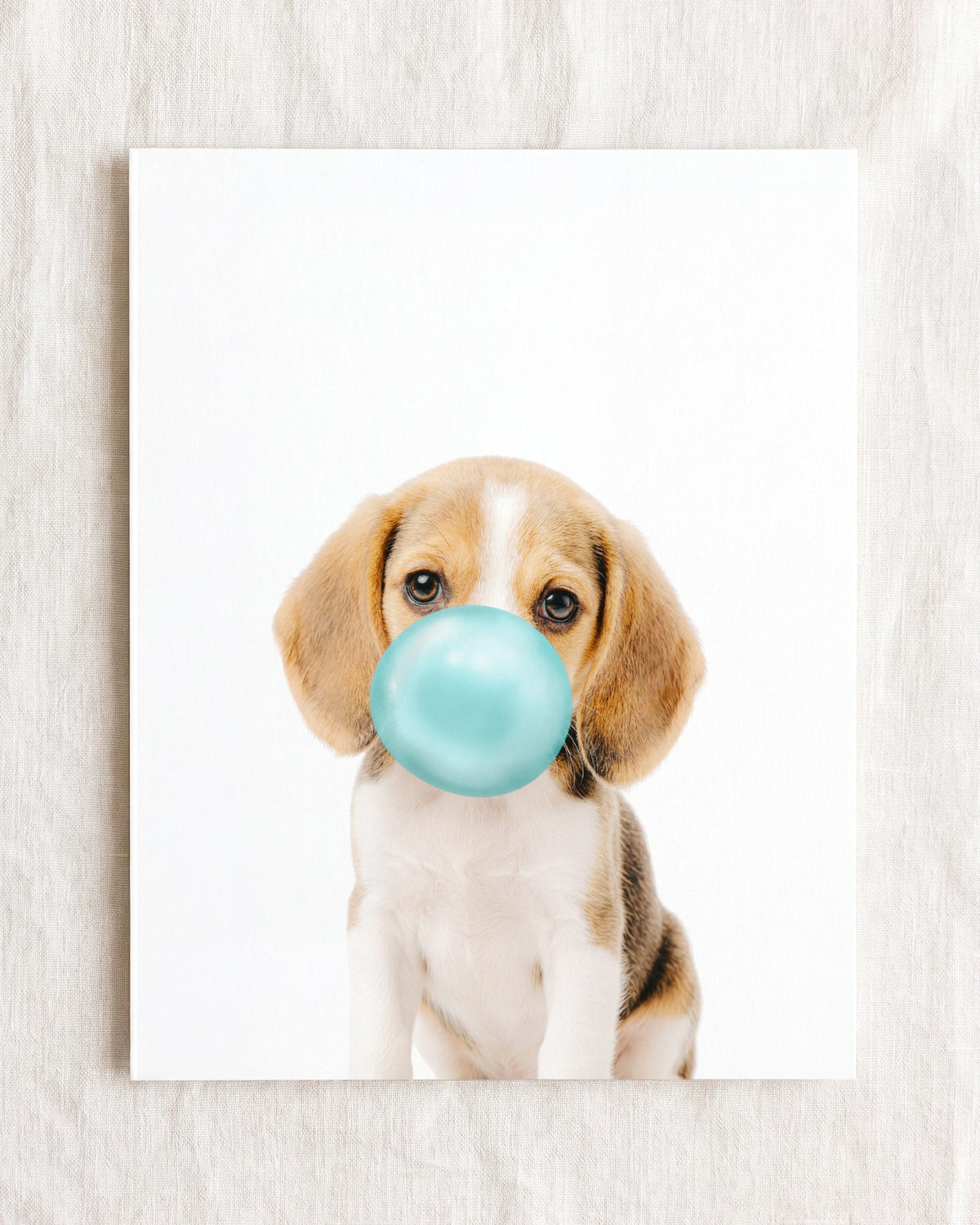 Baby Beagle Puppy