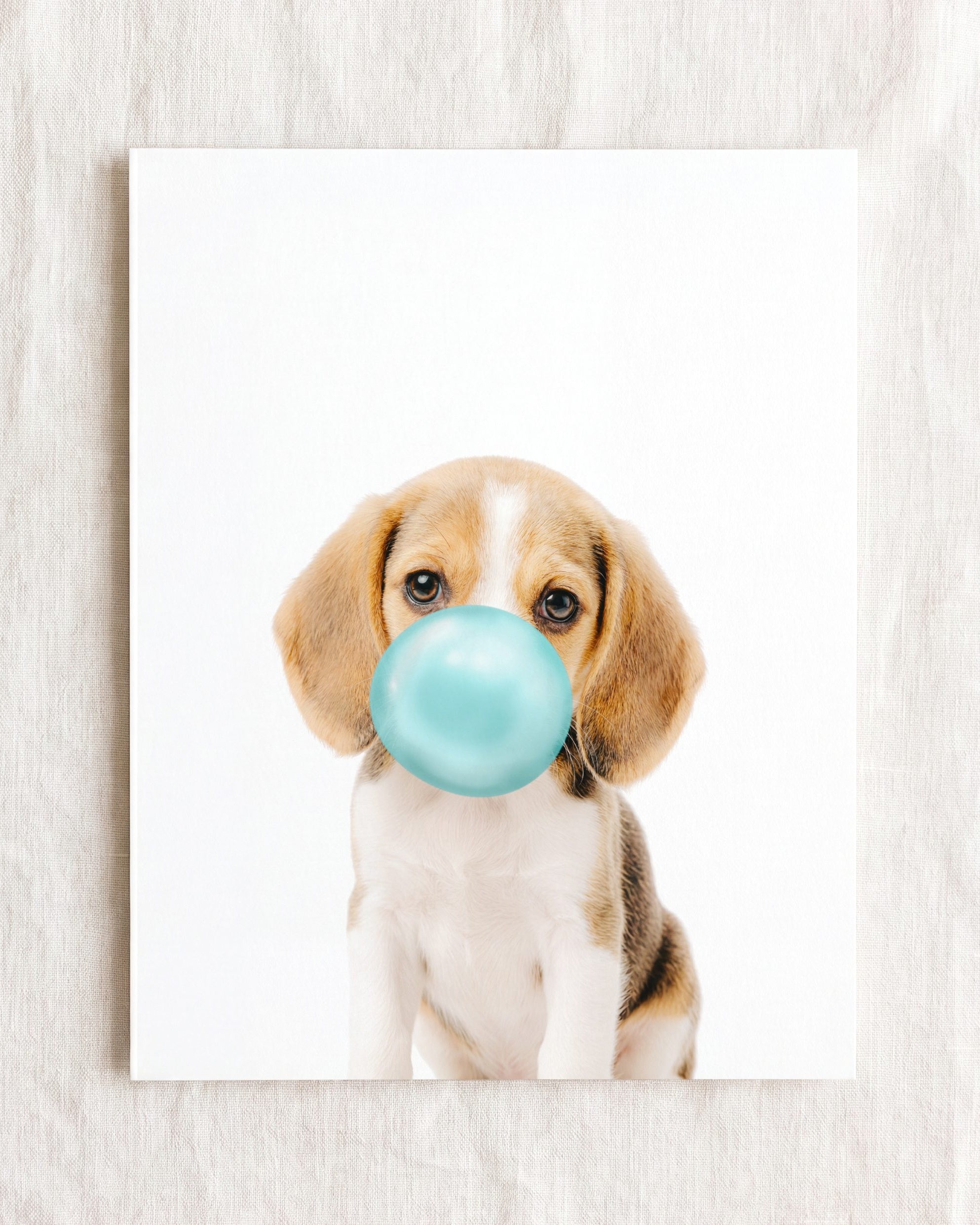 Baby Beagle Puppy