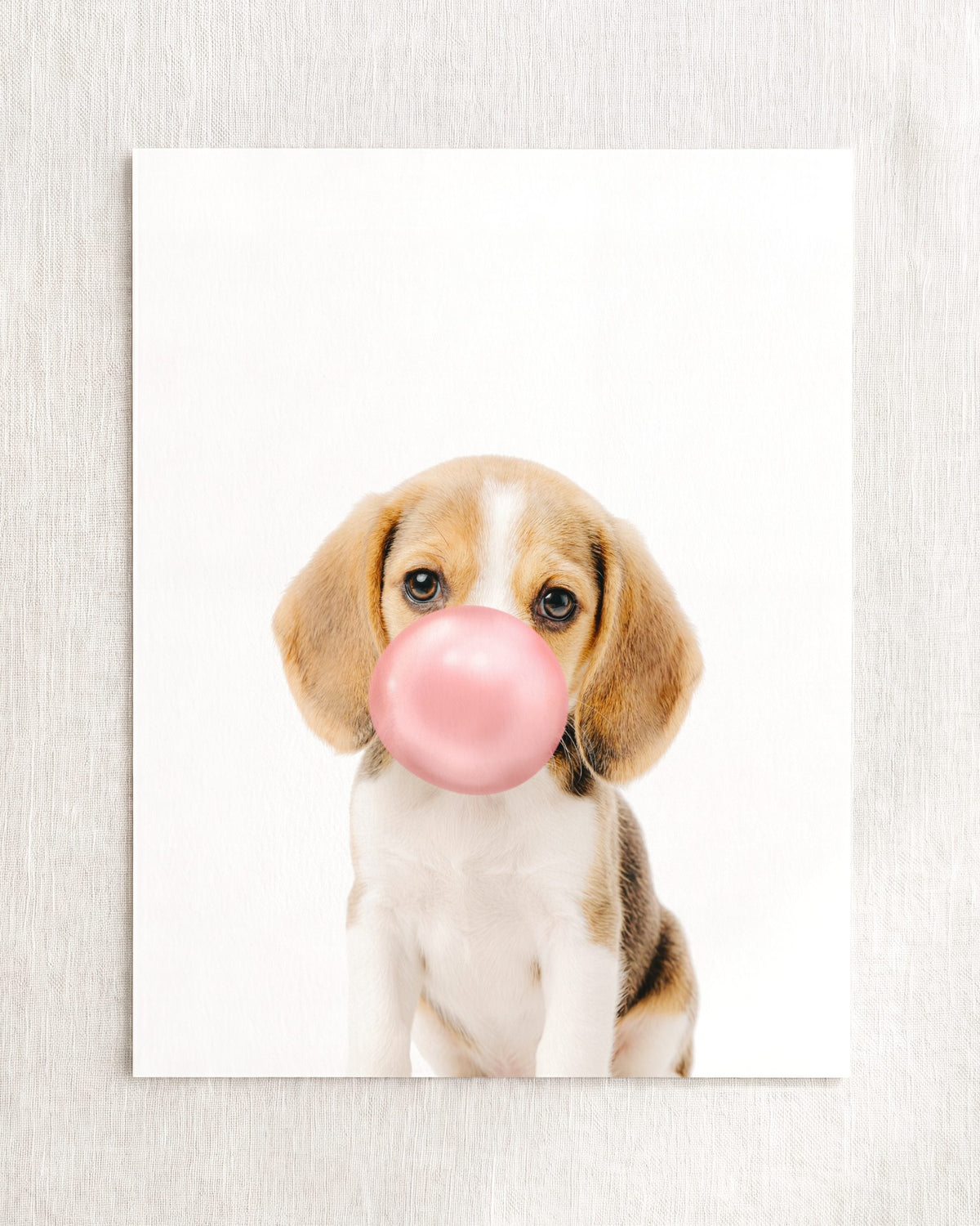 Baby Beagle Puppy