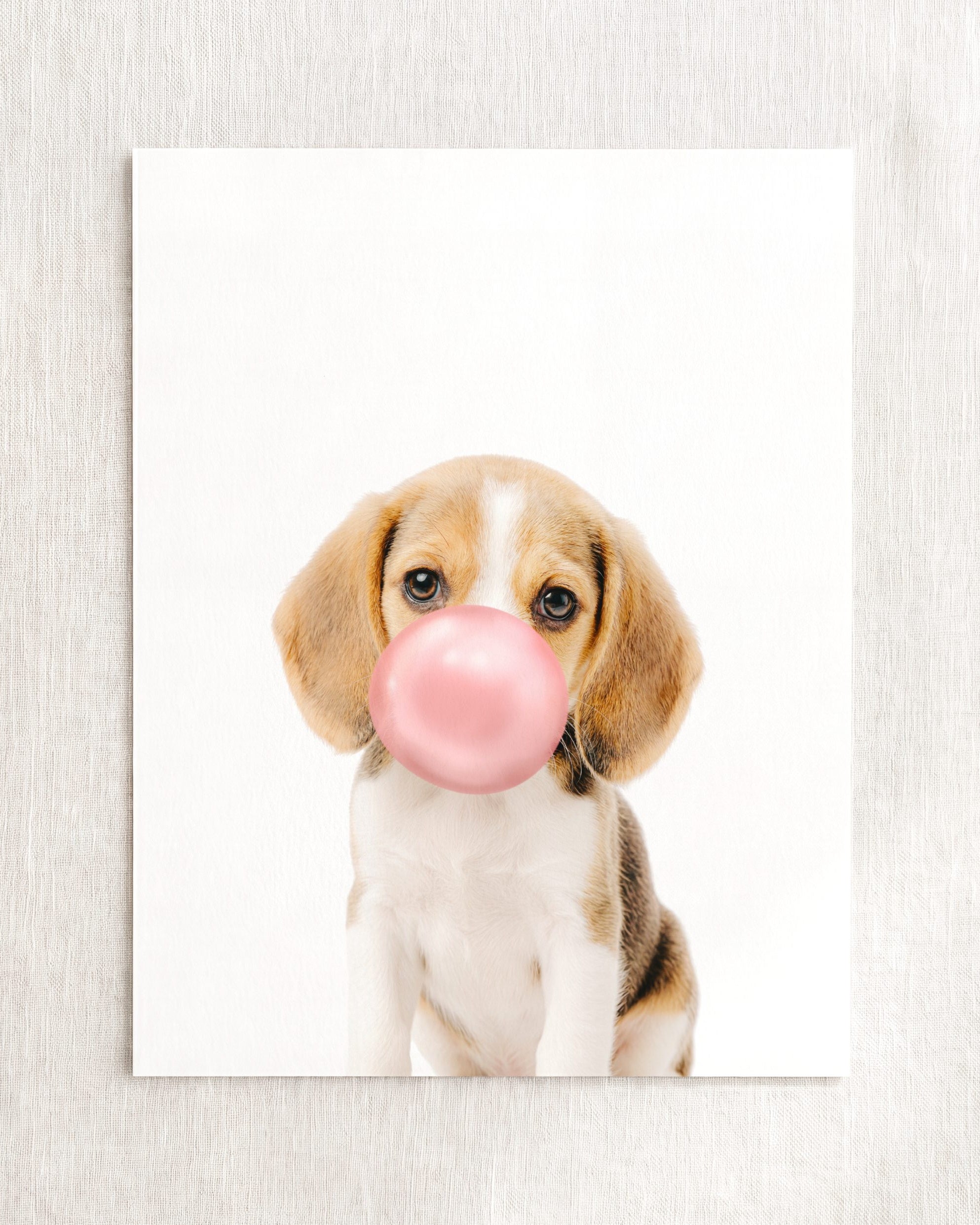 Baby Beagle Puppy