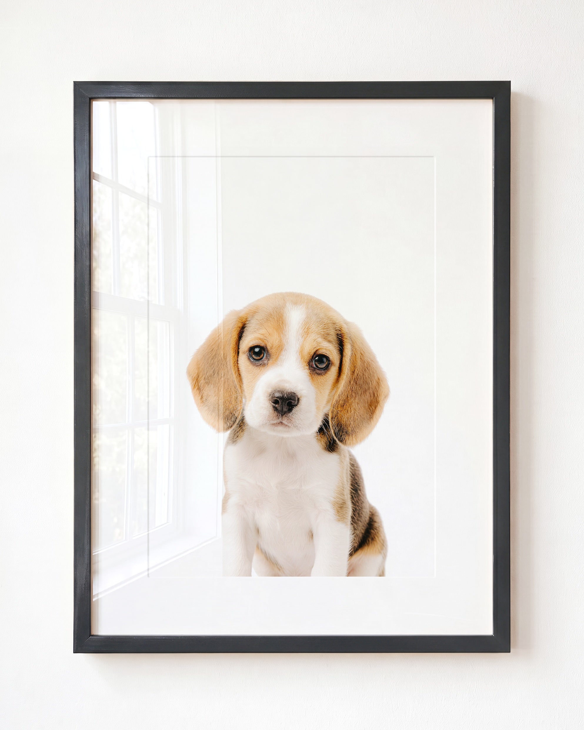 Baby Beagle Puppy