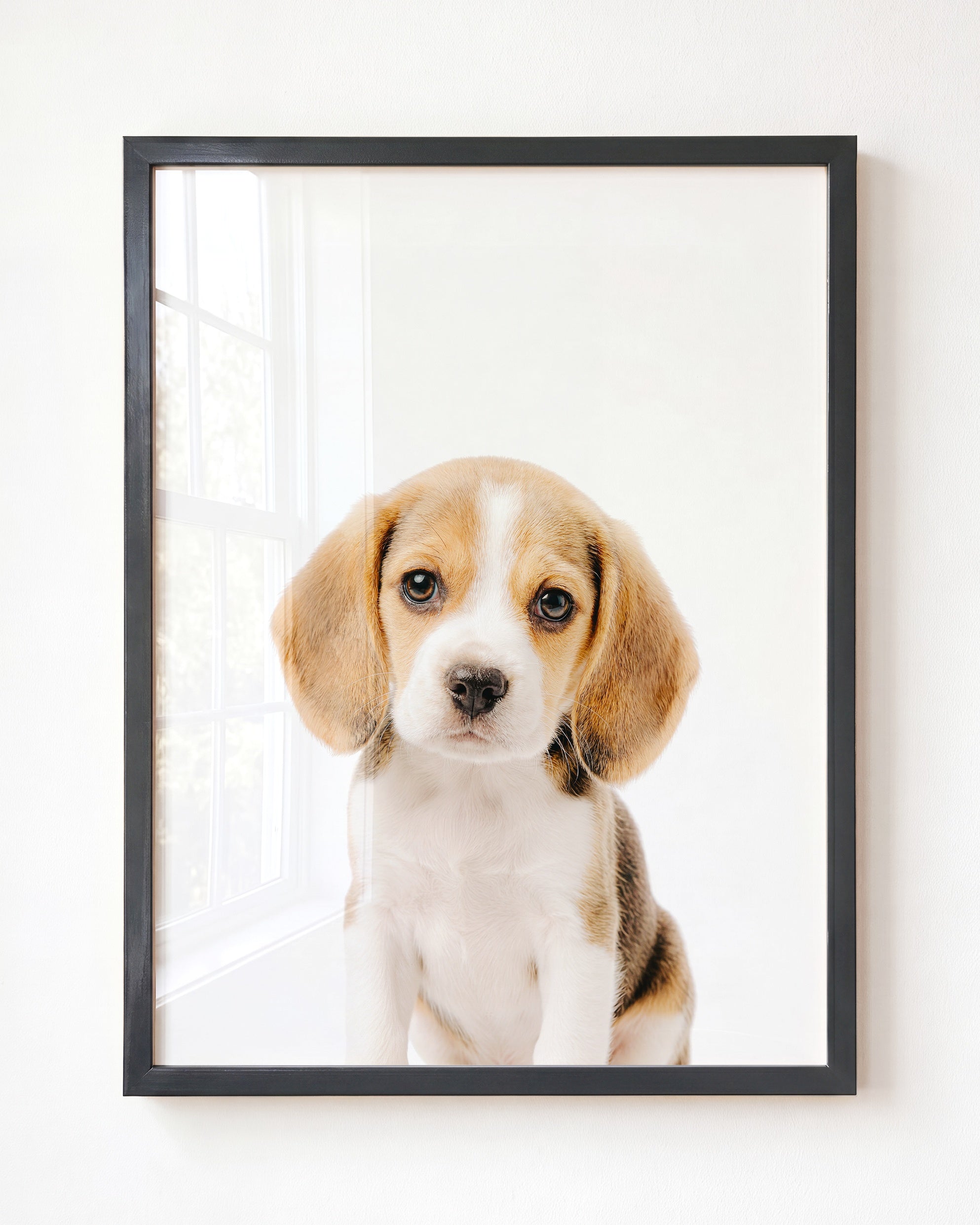 Baby Beagle Puppy