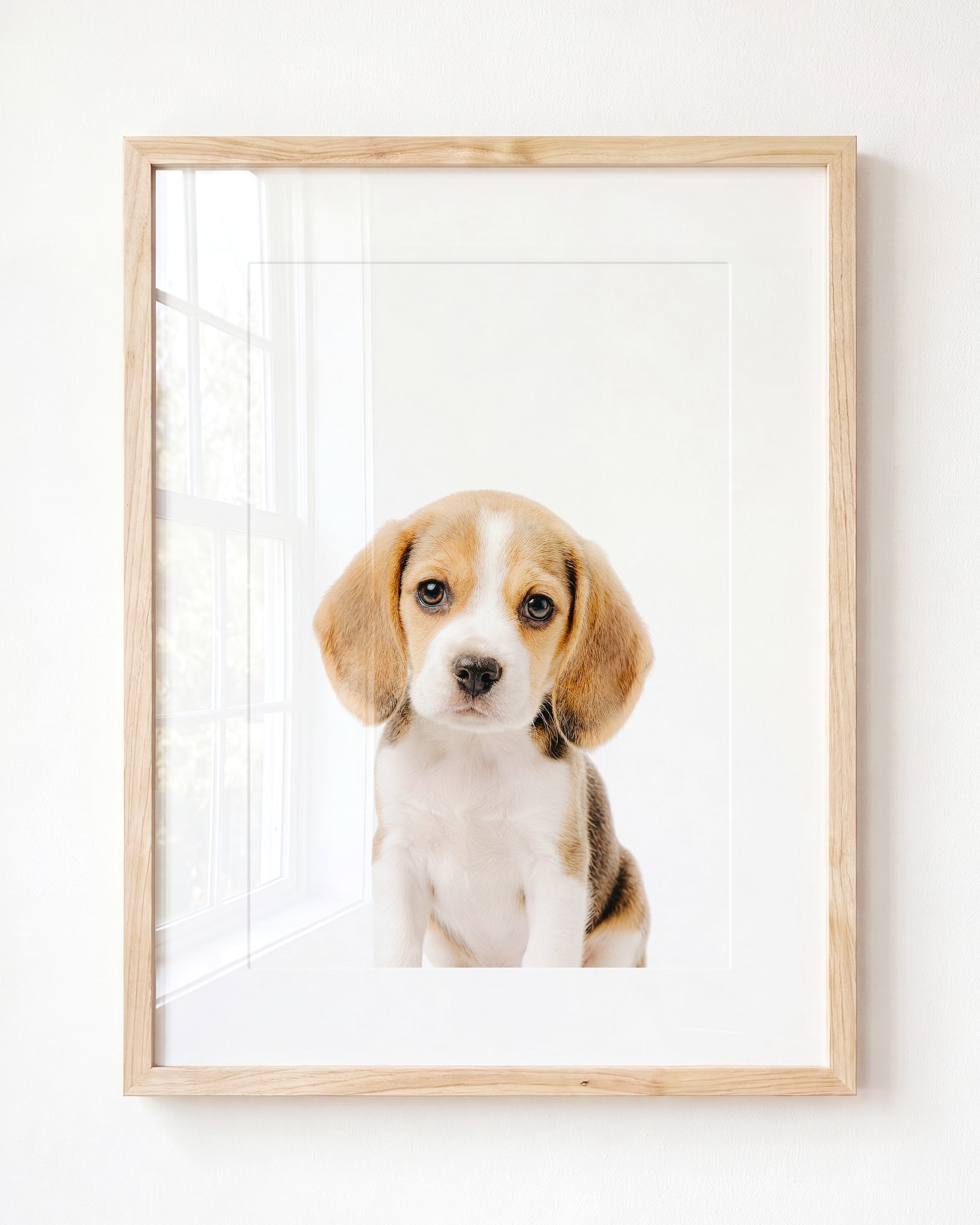 Baby Beagle Puppy