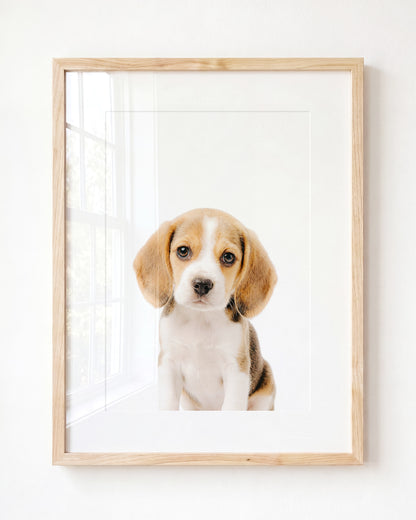 Baby Beagle Puppy