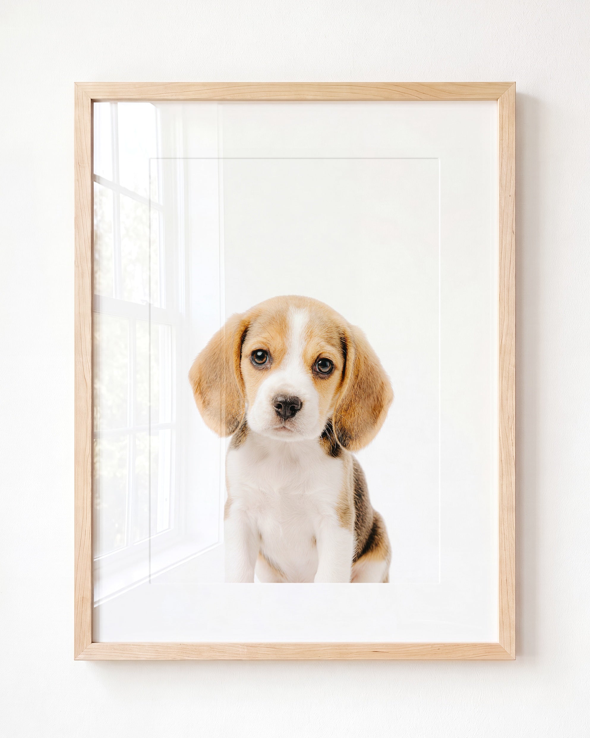 Baby Beagle Puppy