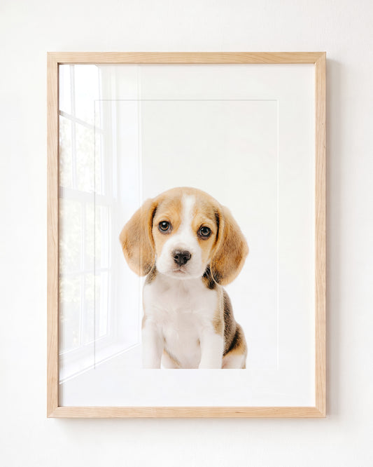 Baby Beagle Puppy