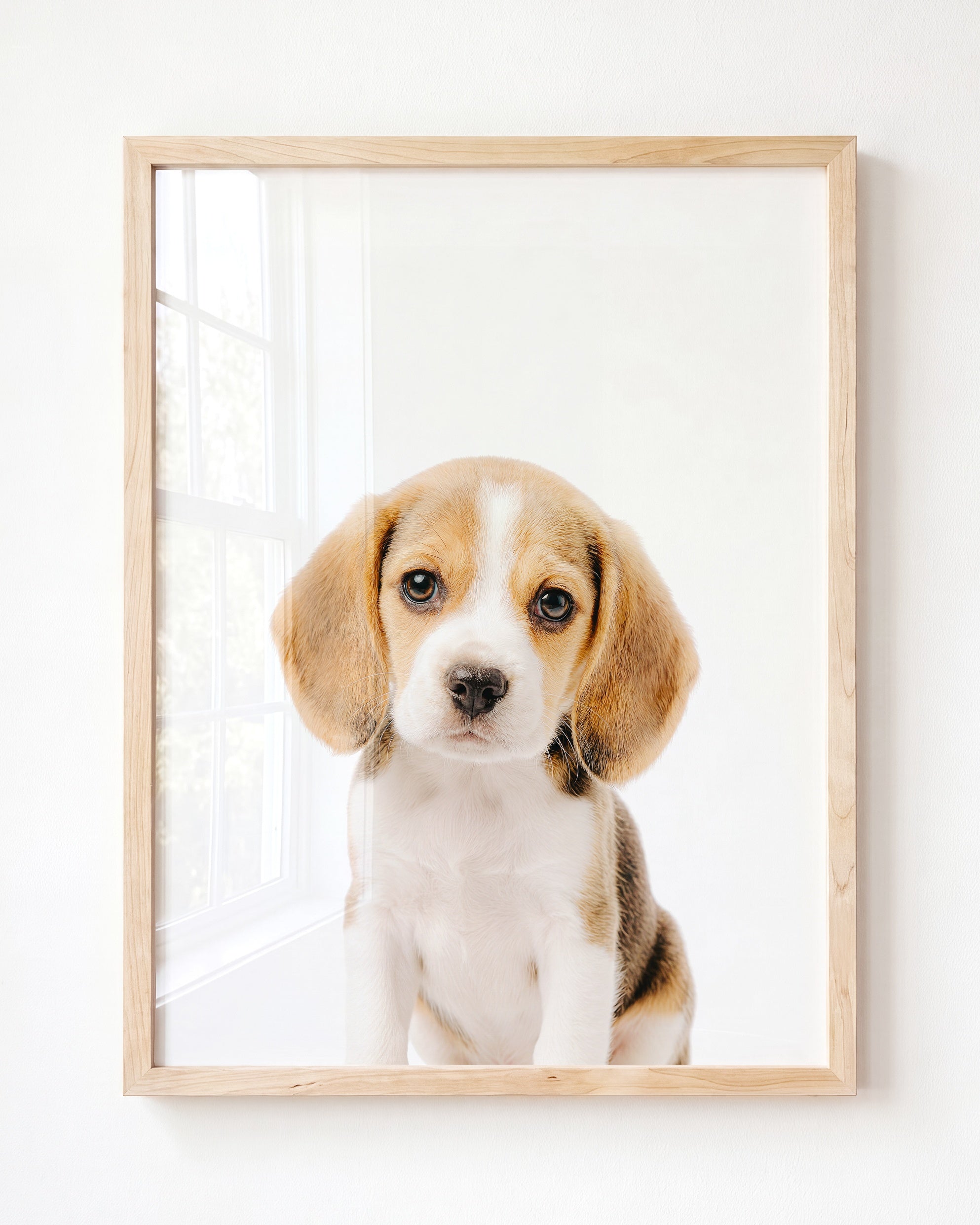 Baby Beagle Puppy