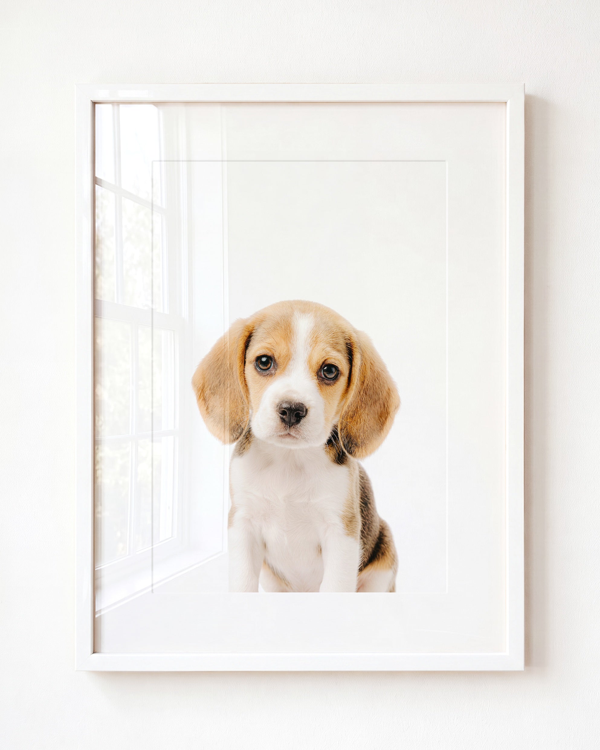 Baby Beagle Puppy
