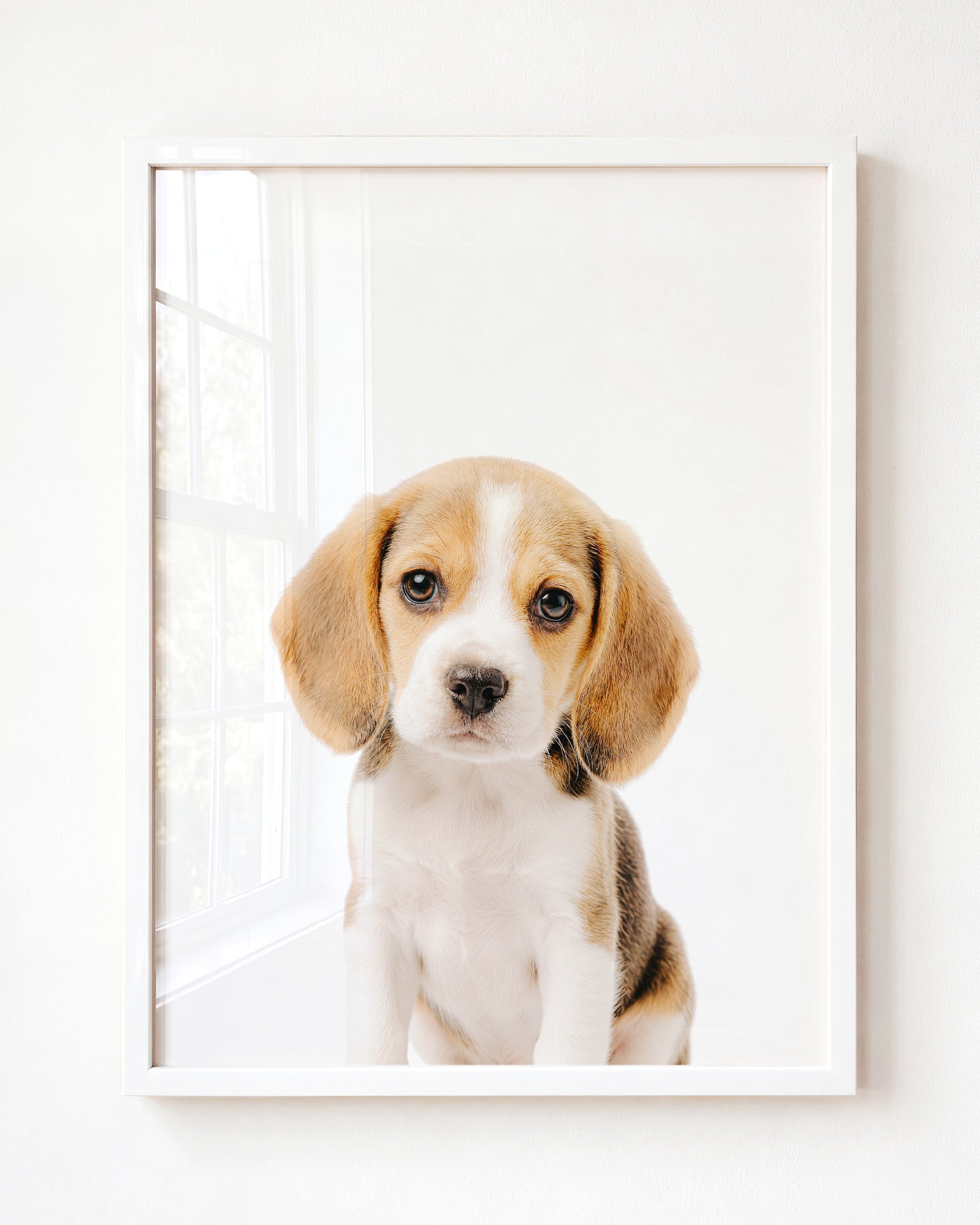 Baby Beagle Puppy