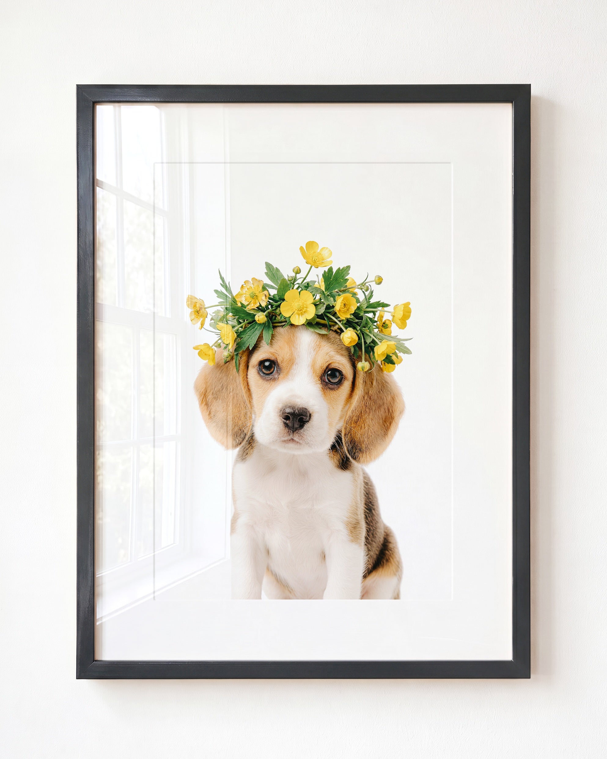 Baby Beagle Puppy