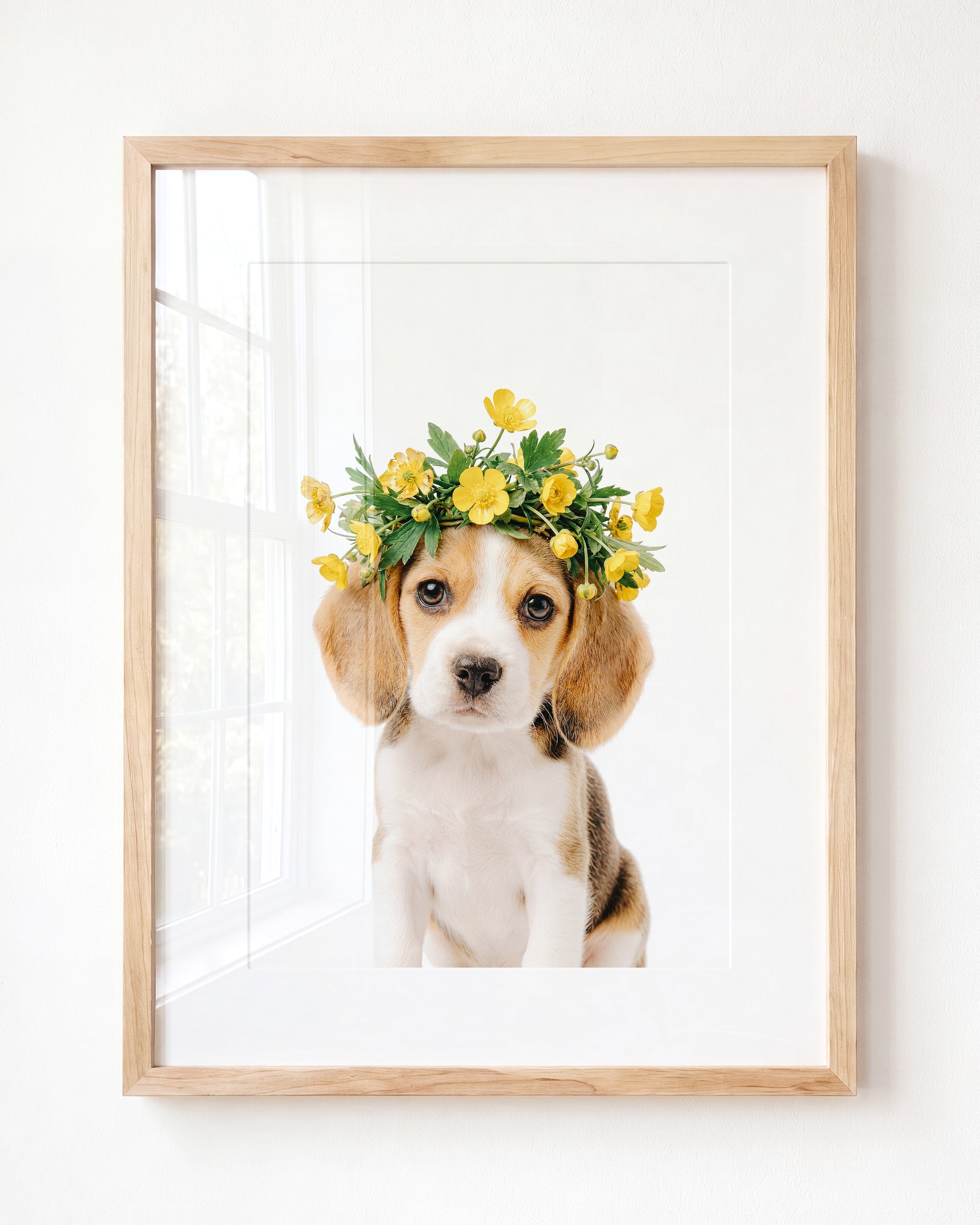 Baby Beagle Puppy