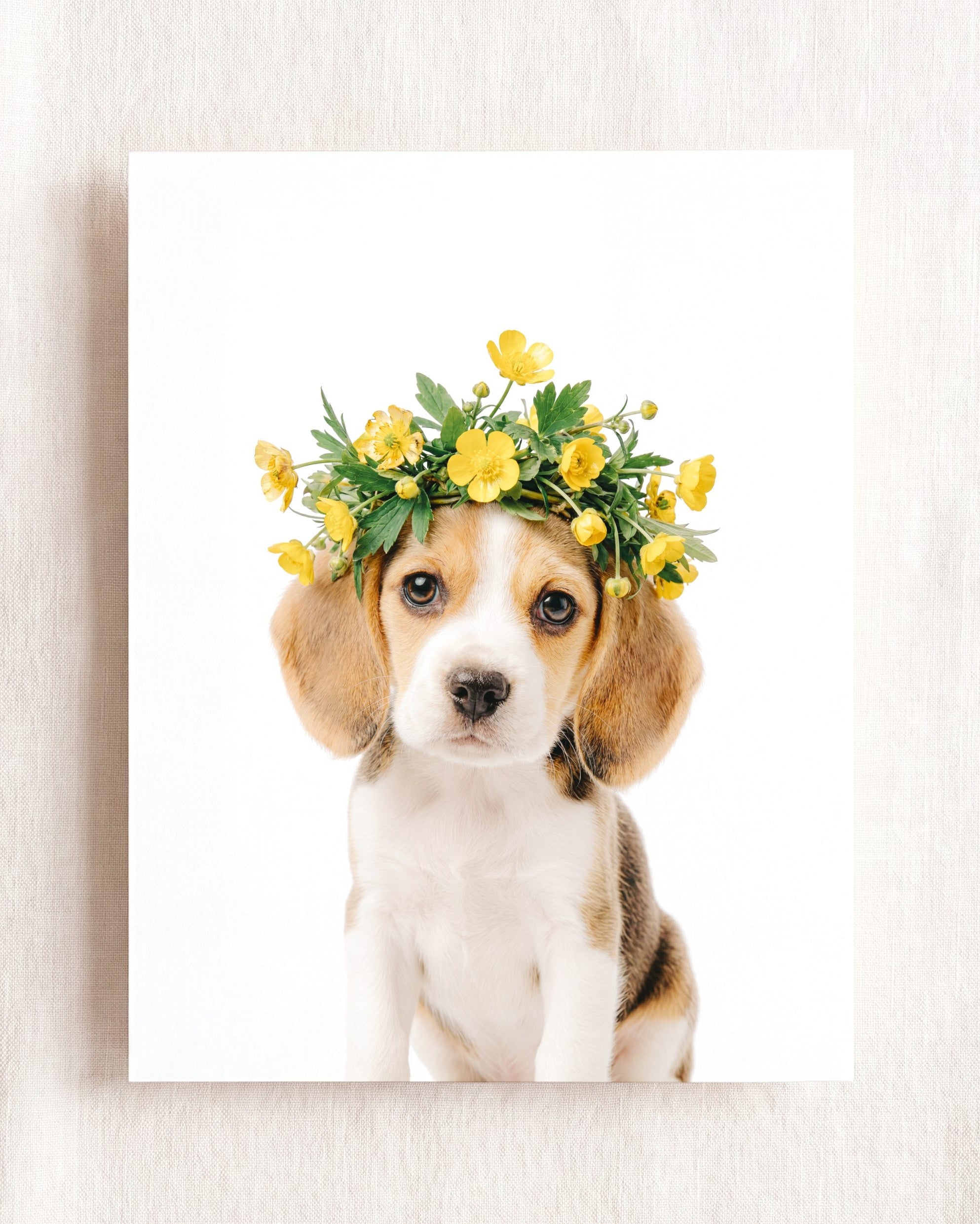 Baby Beagle Puppy