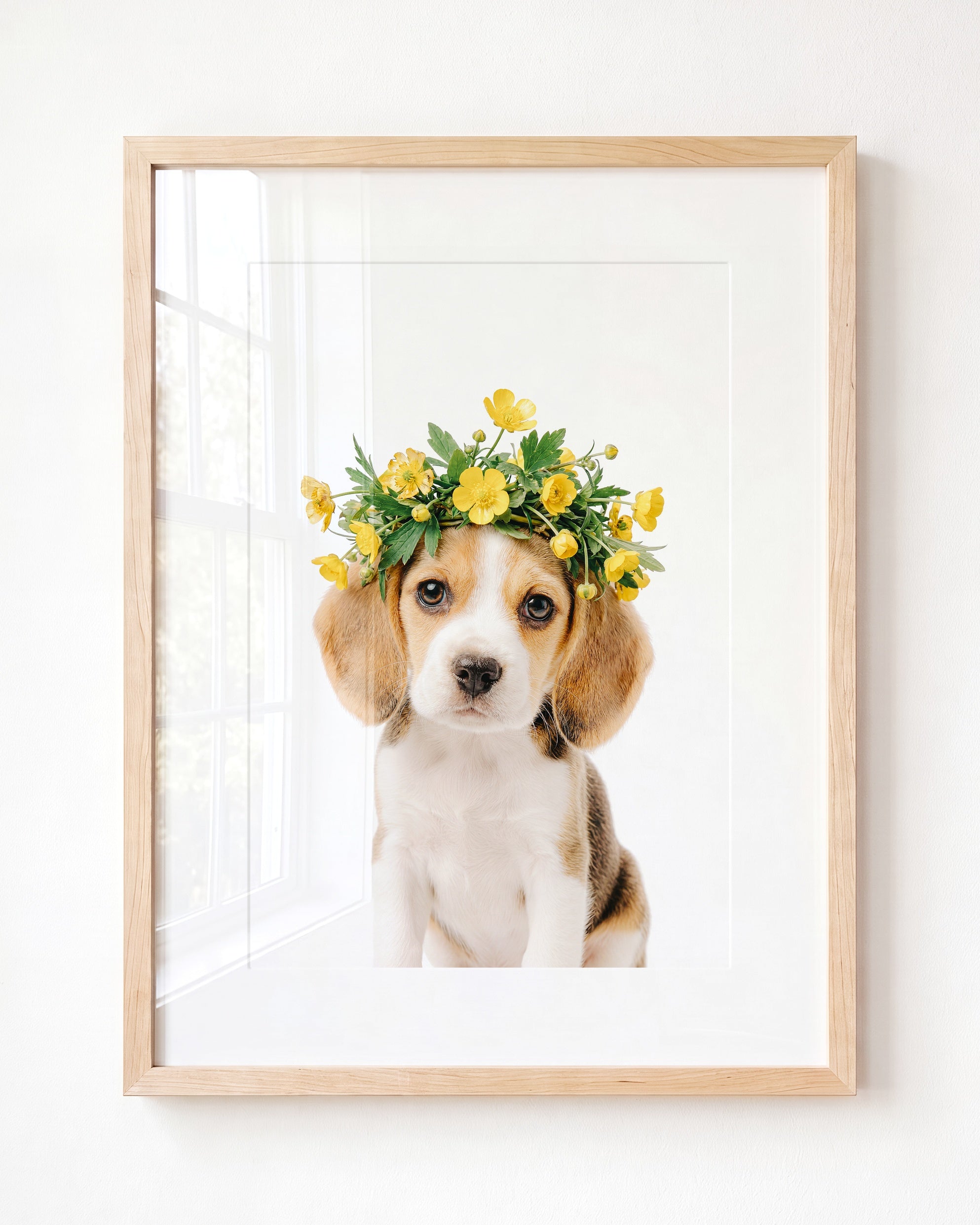 Baby Beagle Puppy