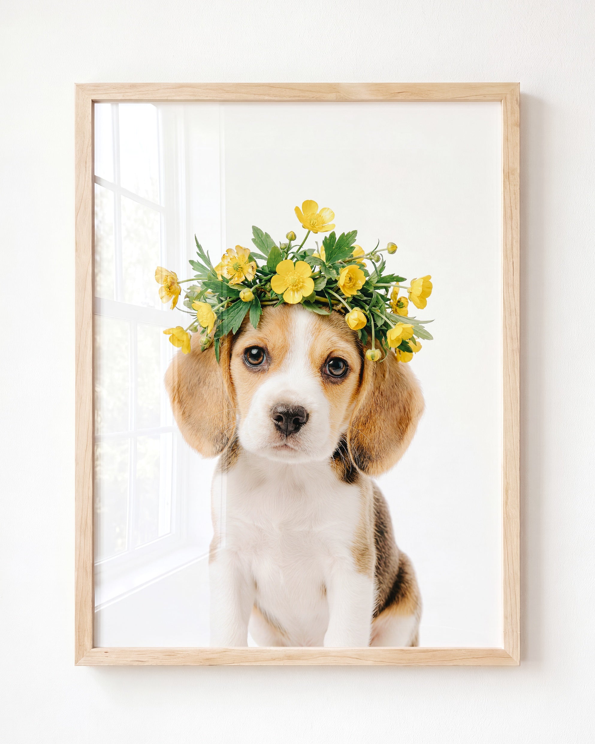 Baby Beagle Puppy