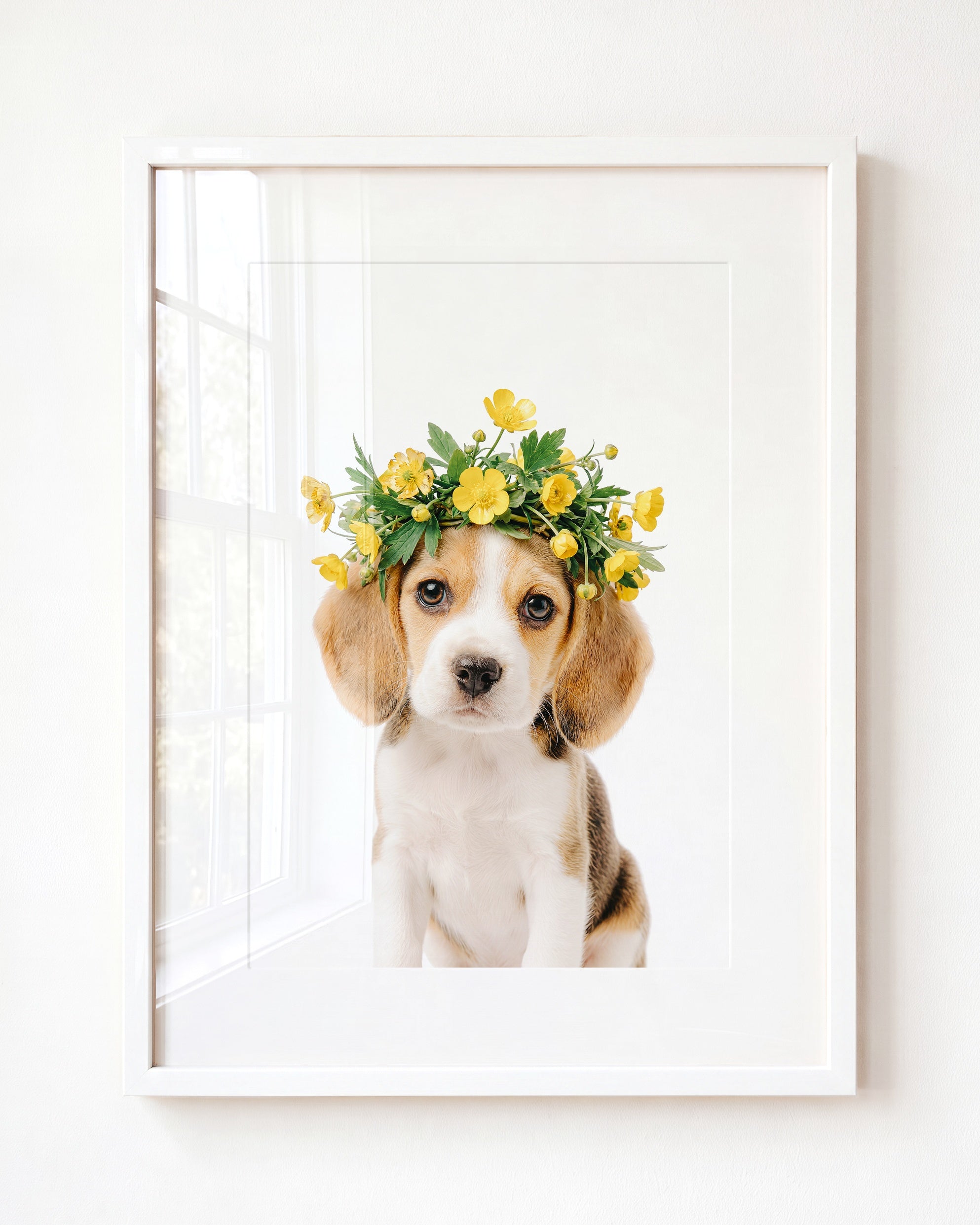 Baby Beagle Puppy