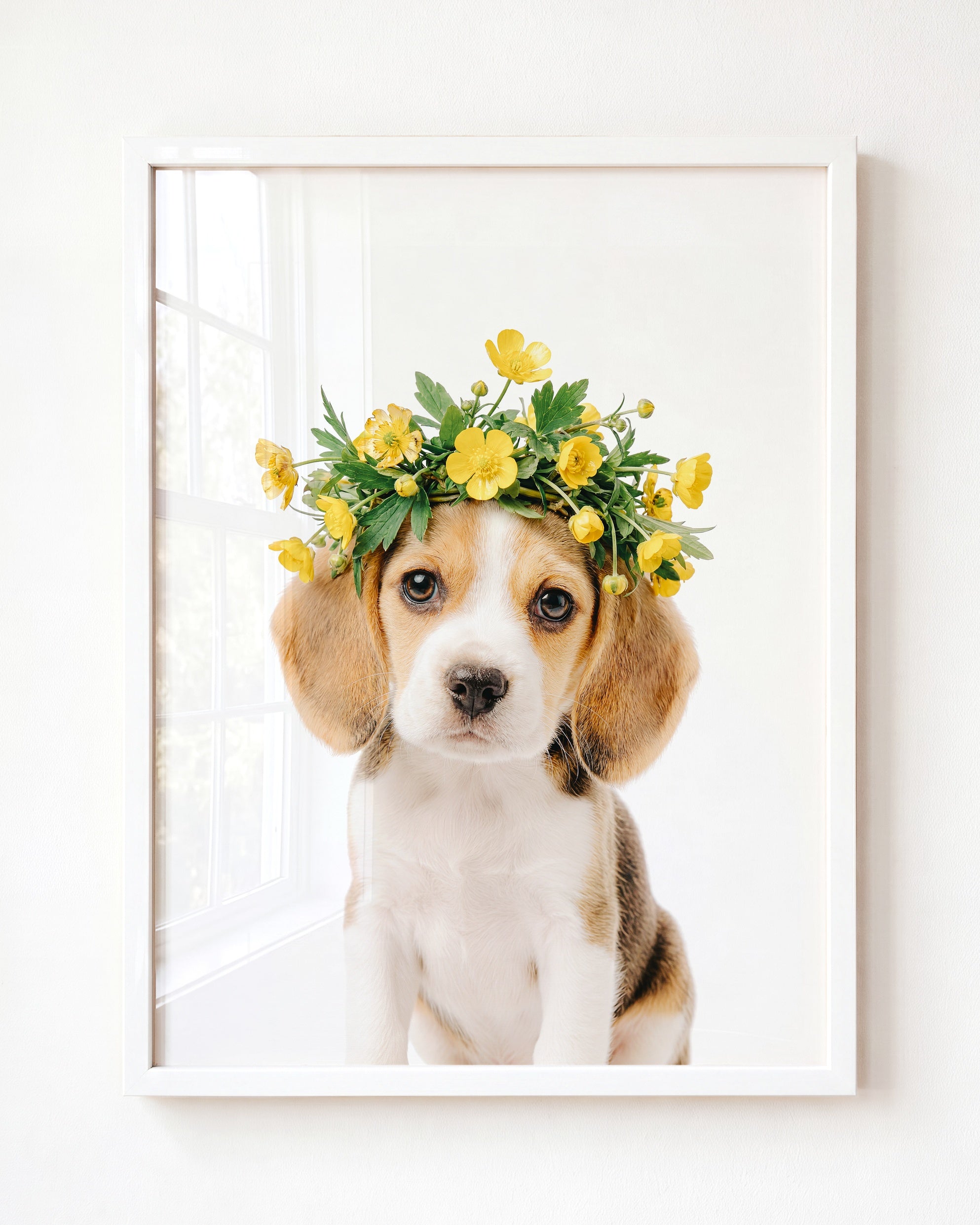 Baby Beagle Puppy