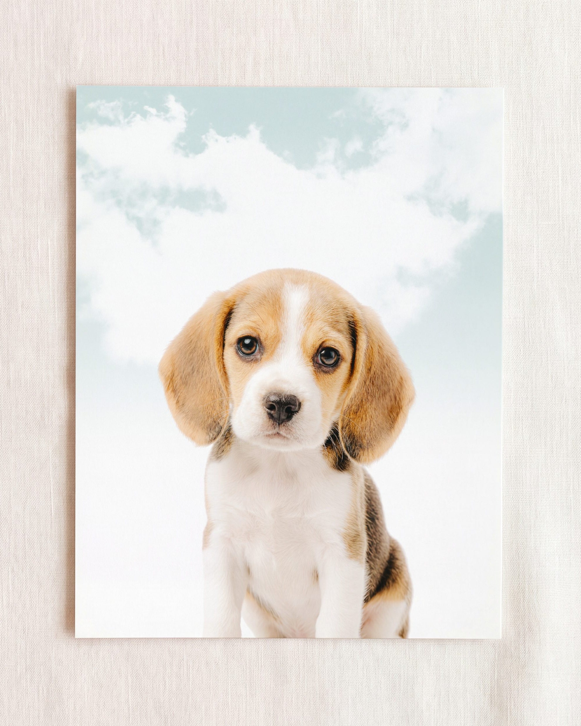 Baby Beagle Puppy
