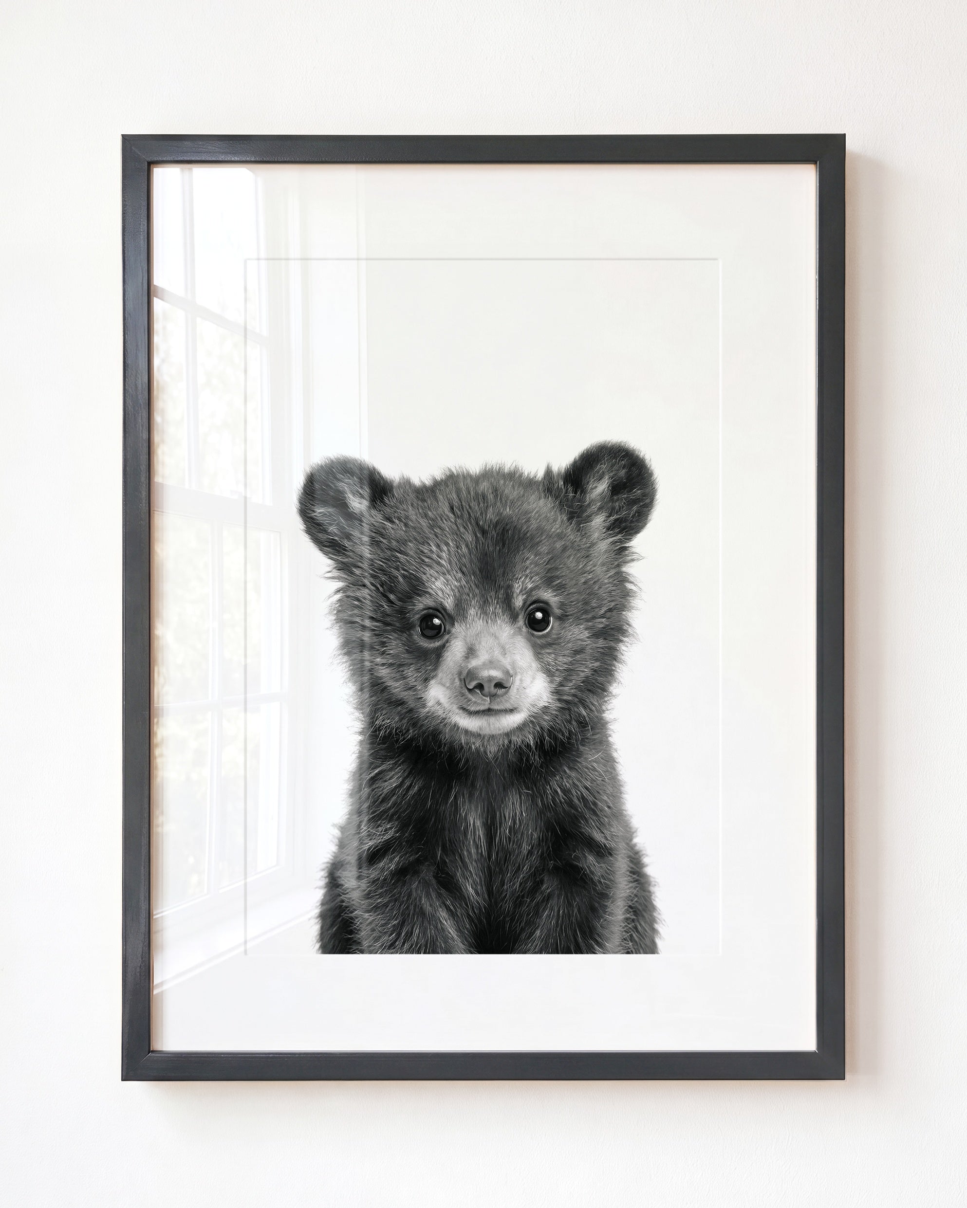 Baby Black Bear