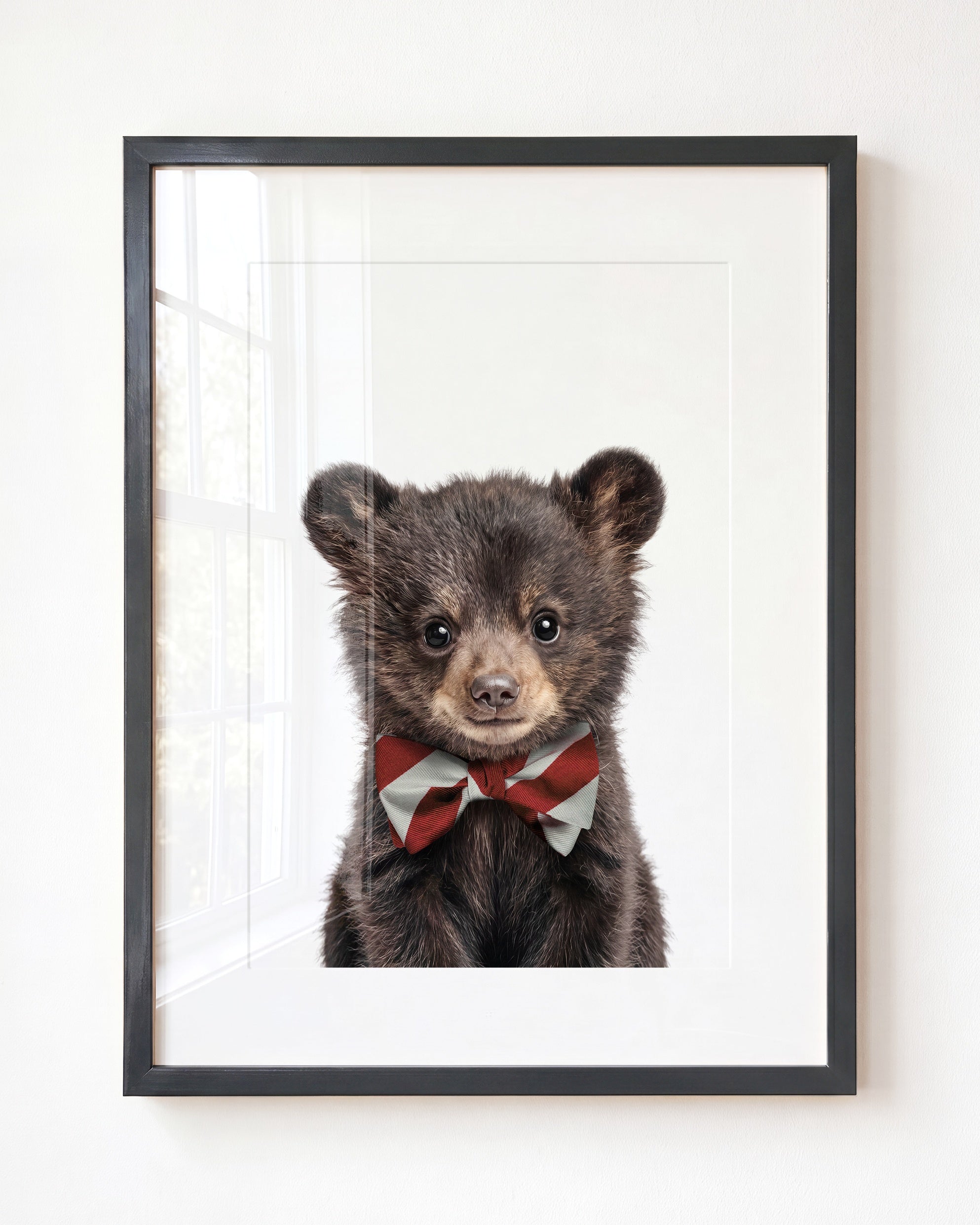 Baby Black Bear