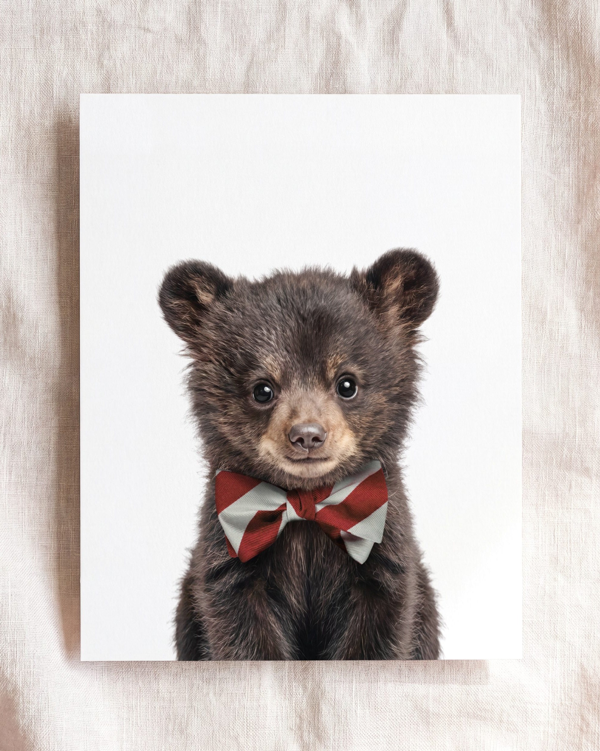 Baby Black Bear