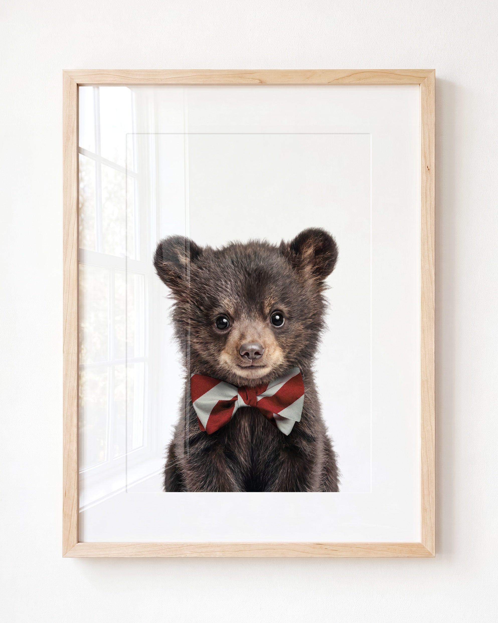 Baby Black Bear