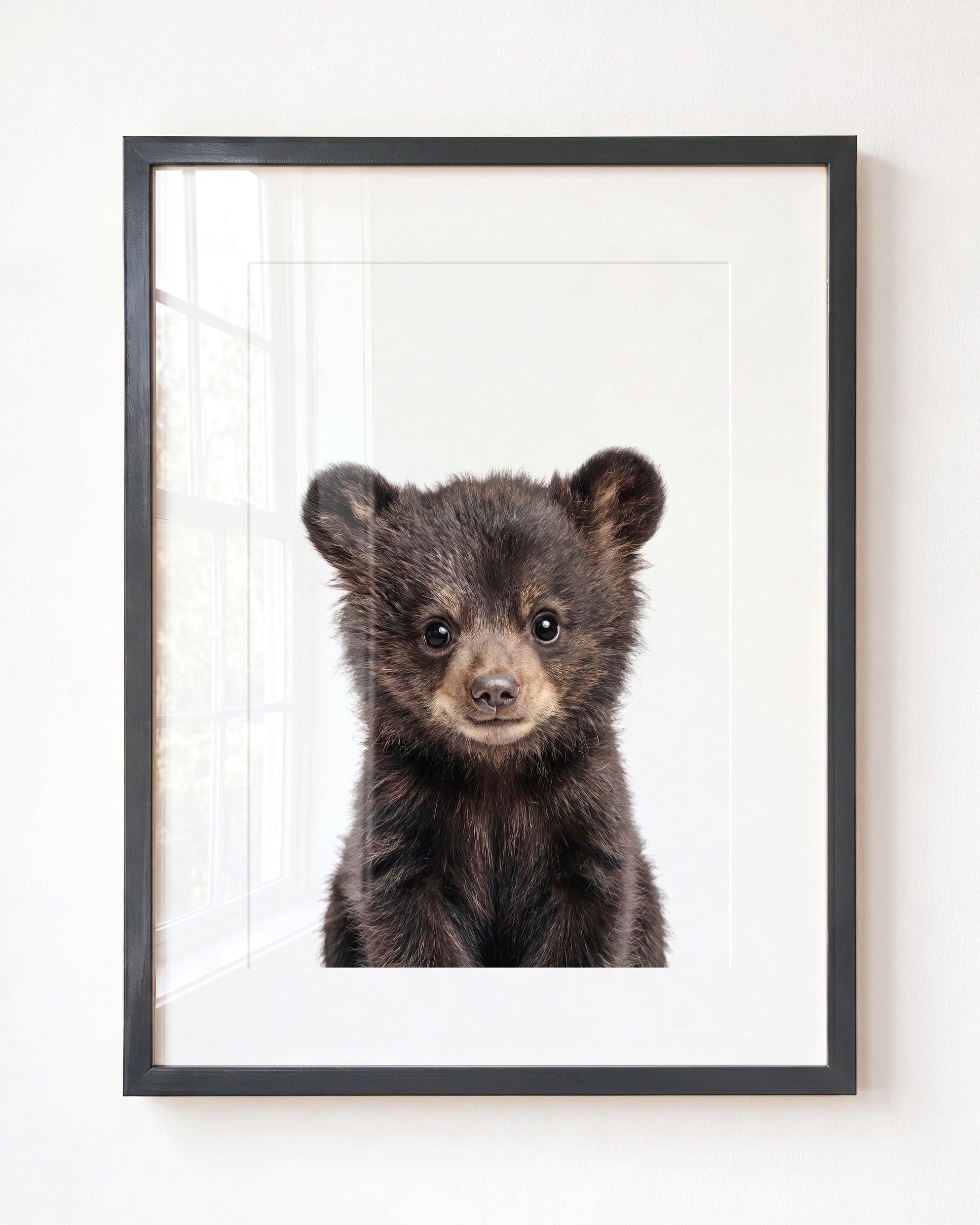 Baby Black Bear